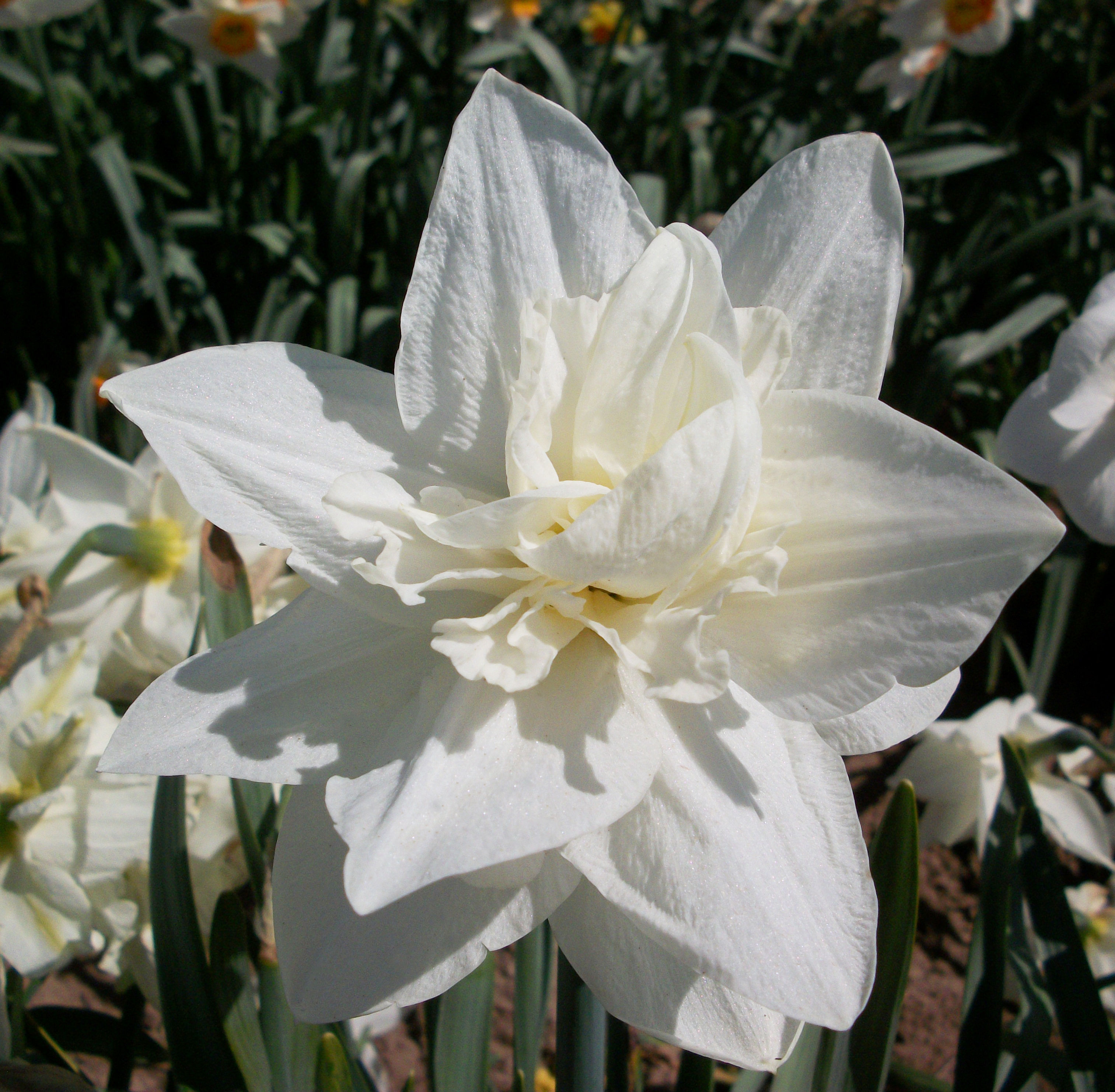 White double-flowered bloom of Mrs William Copeland