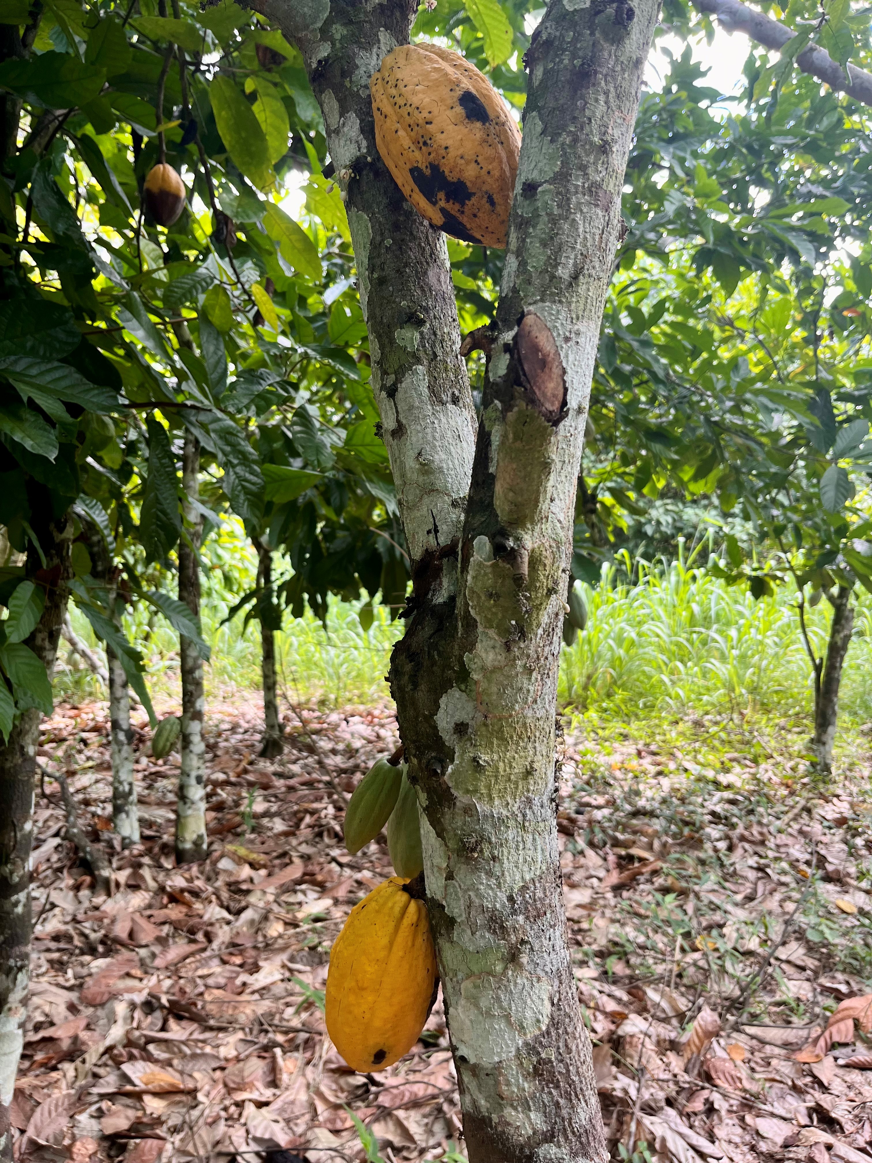 Cocoa tree with two yellow cocoa pods on it