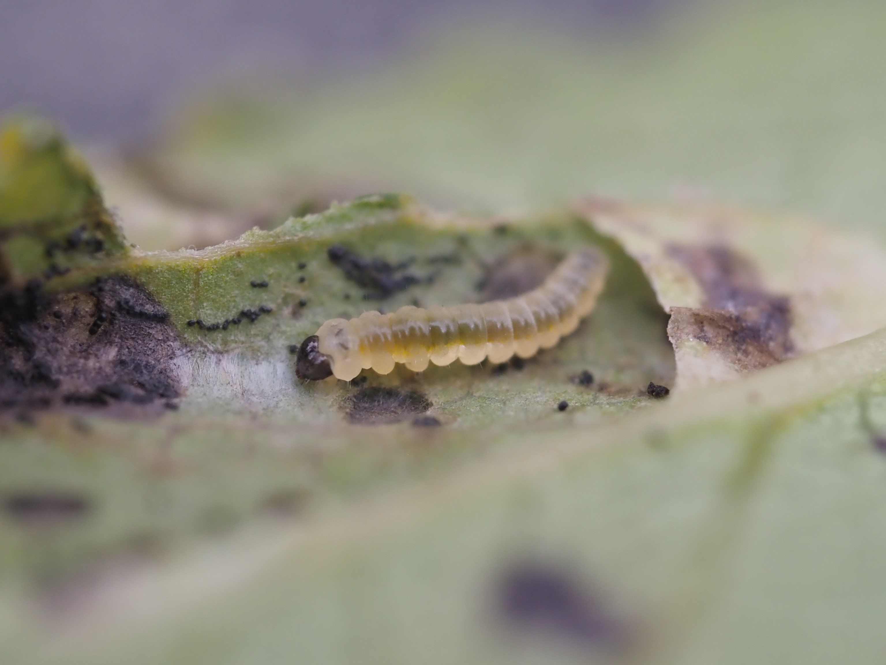 A Highland nymph caterpillar with black head and translucent body on a leaf