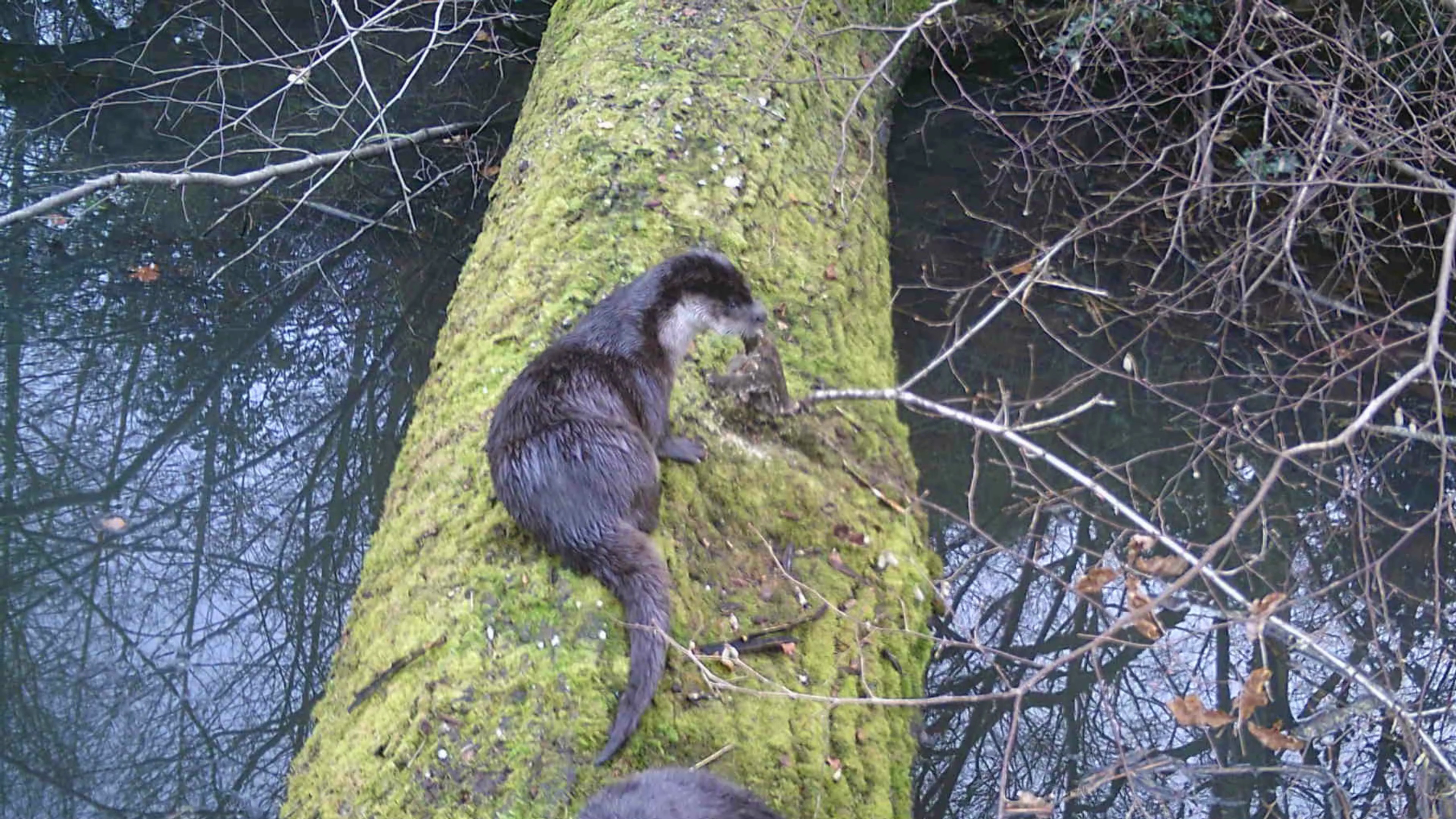 Otter mum sitting on a log