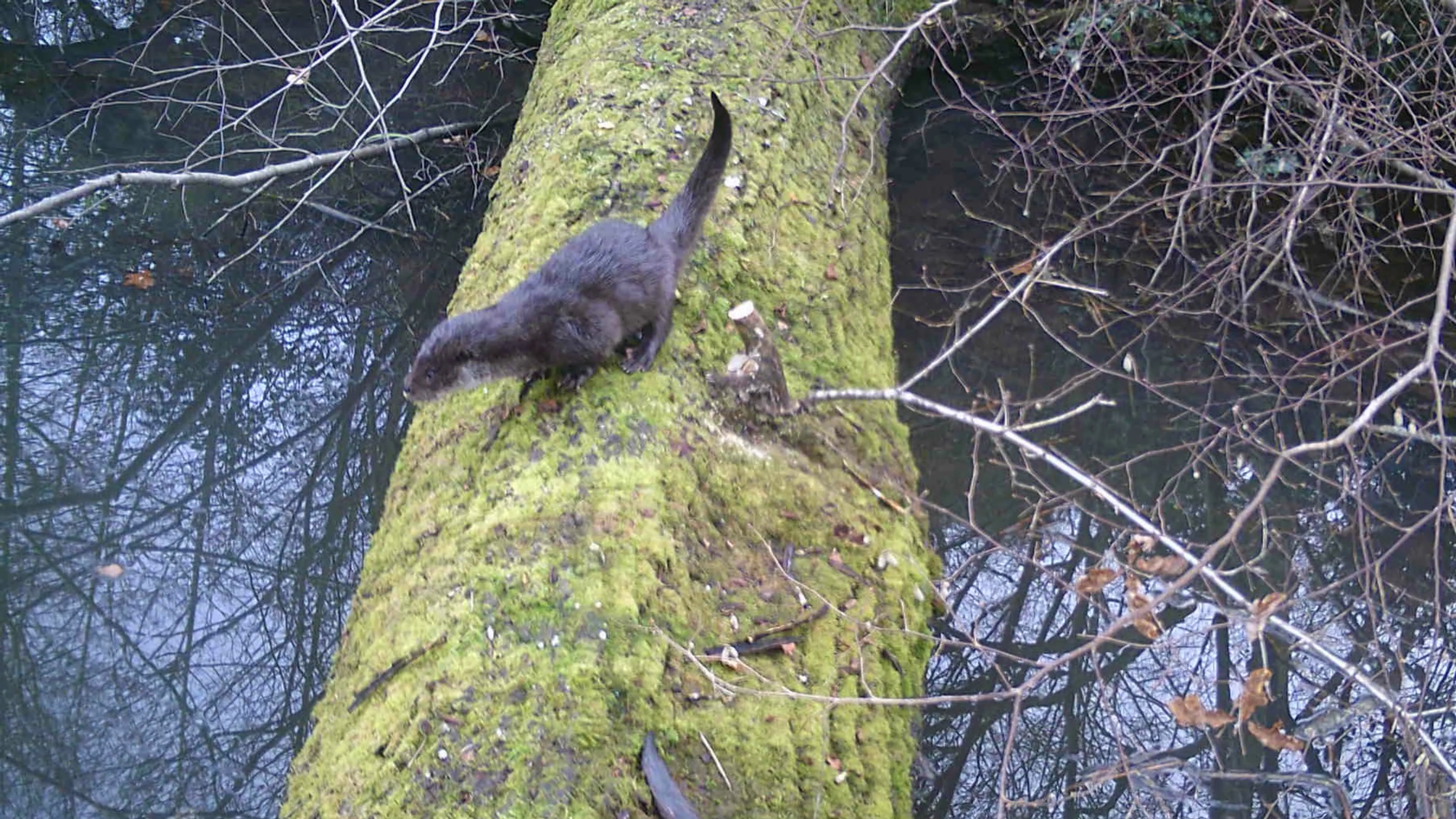 Baby otter walking along a log