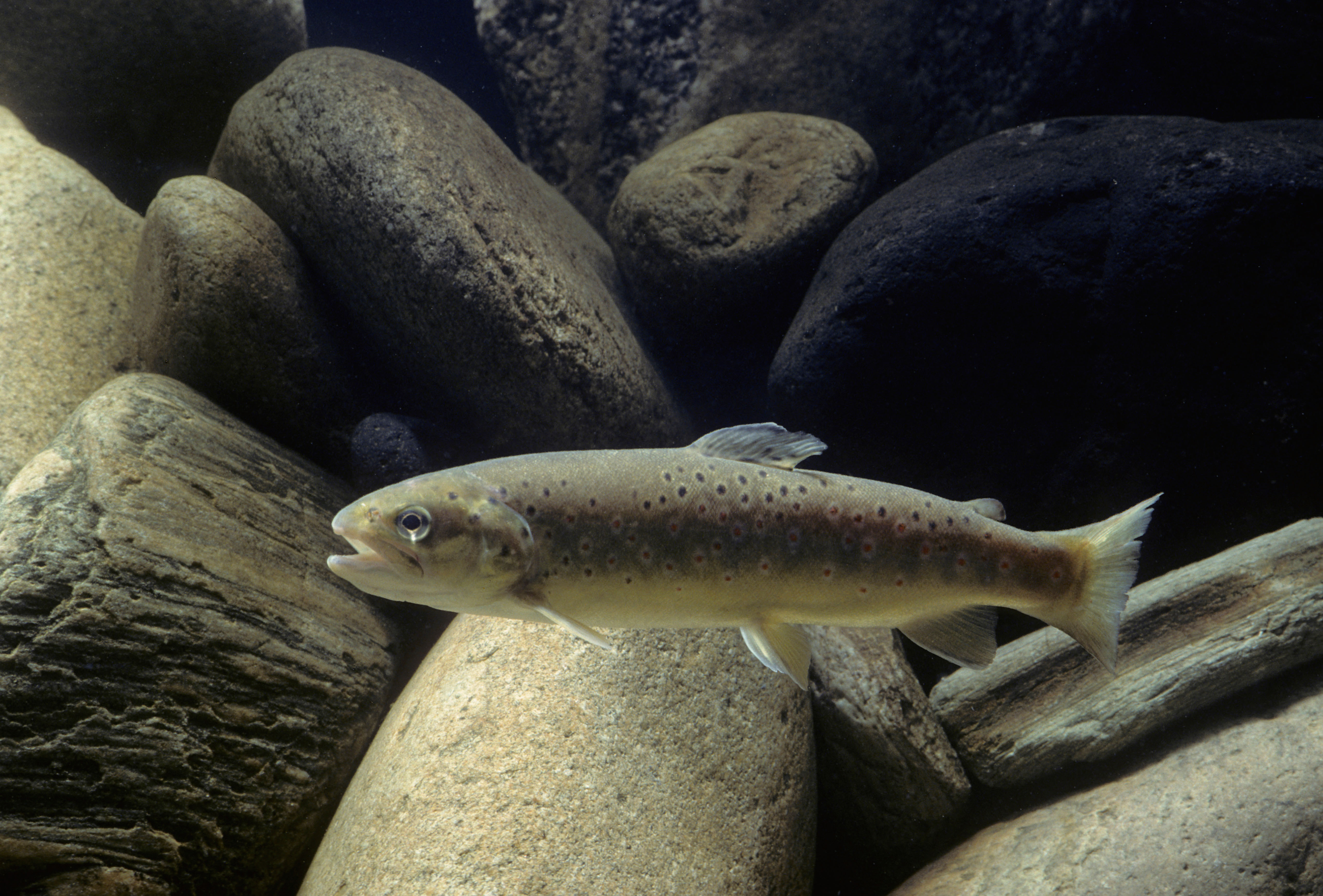 A brown trout swimming in front of rocks