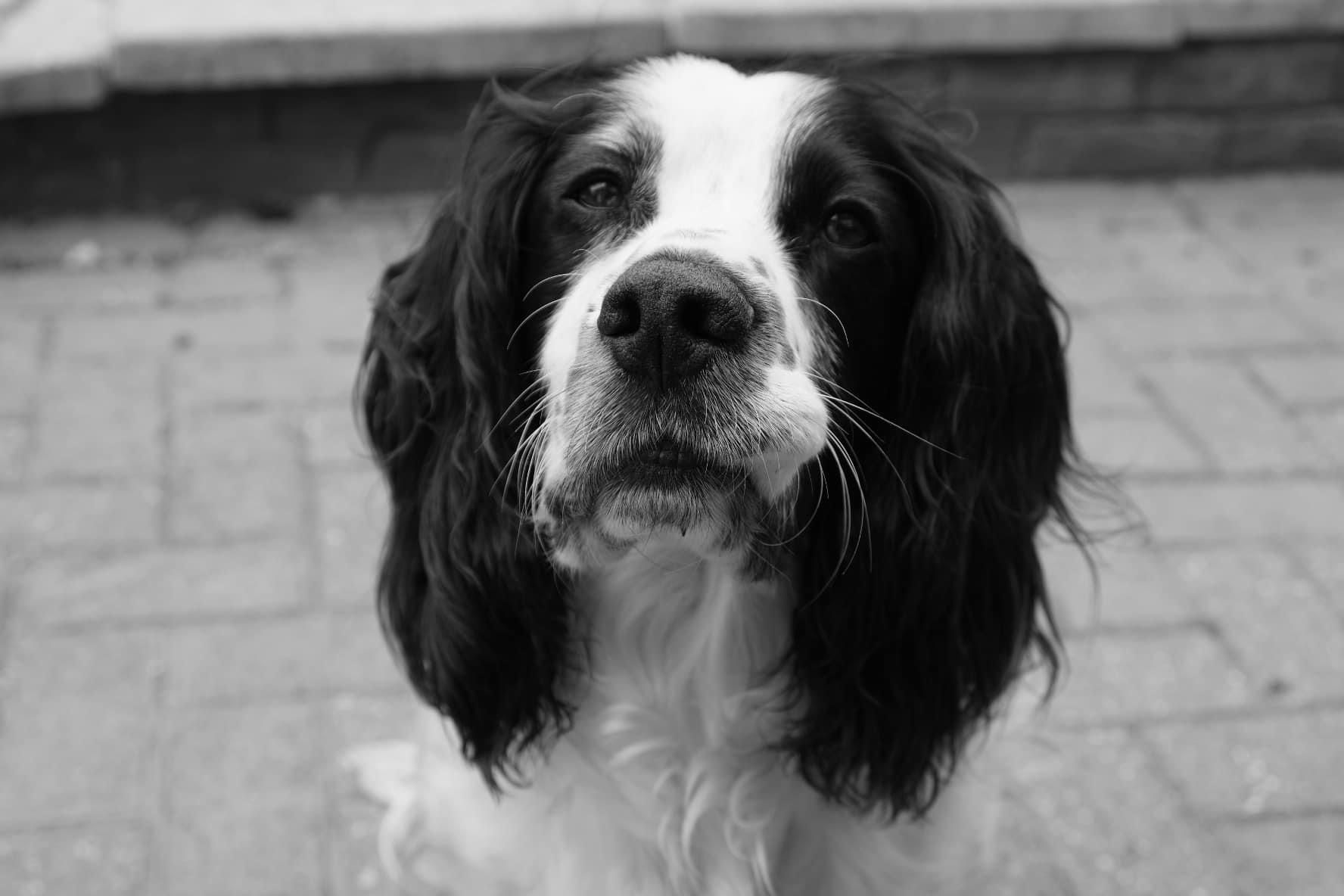 A spaniel 