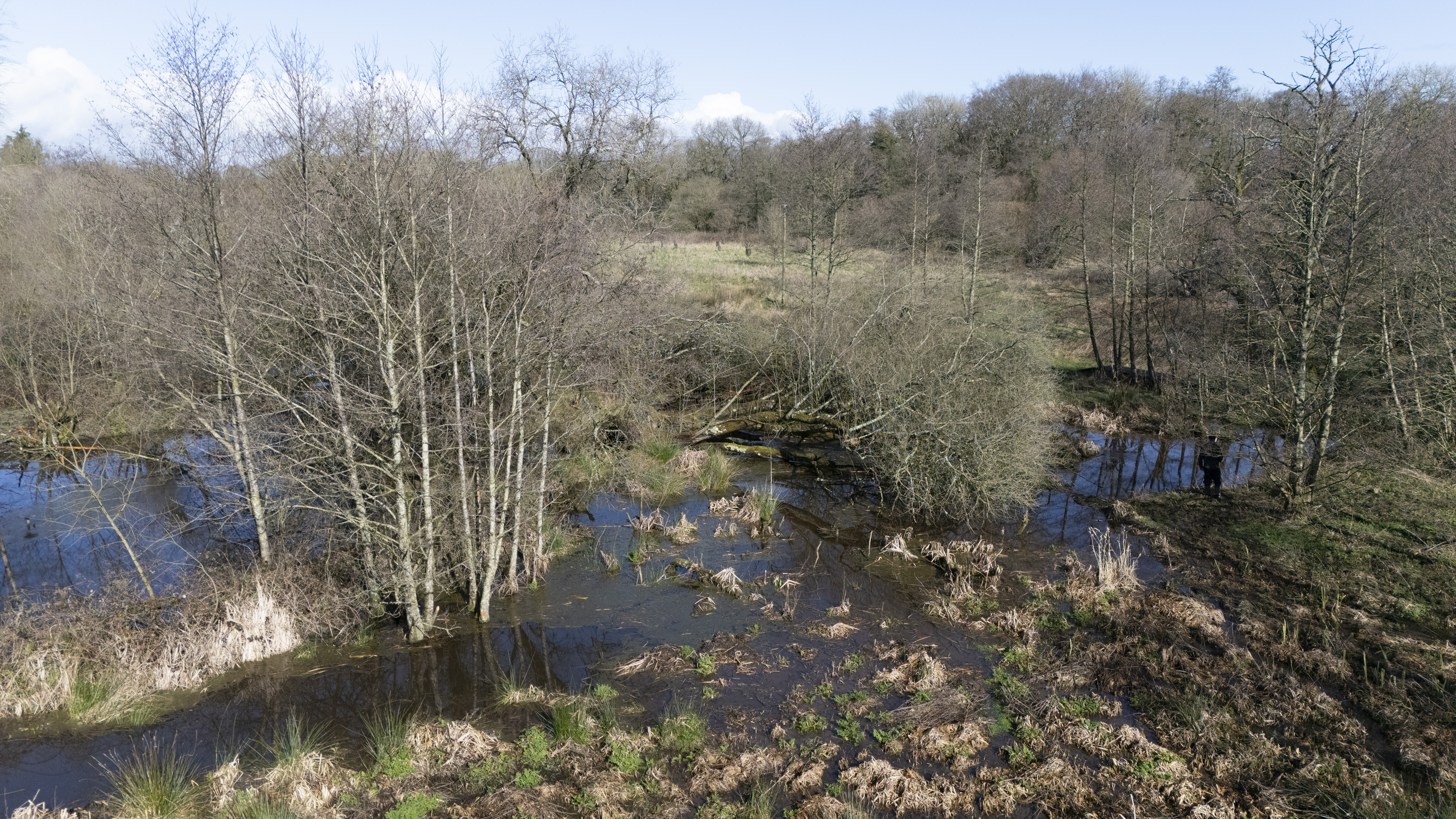 A view of wetlands created by beavers on the River Otter