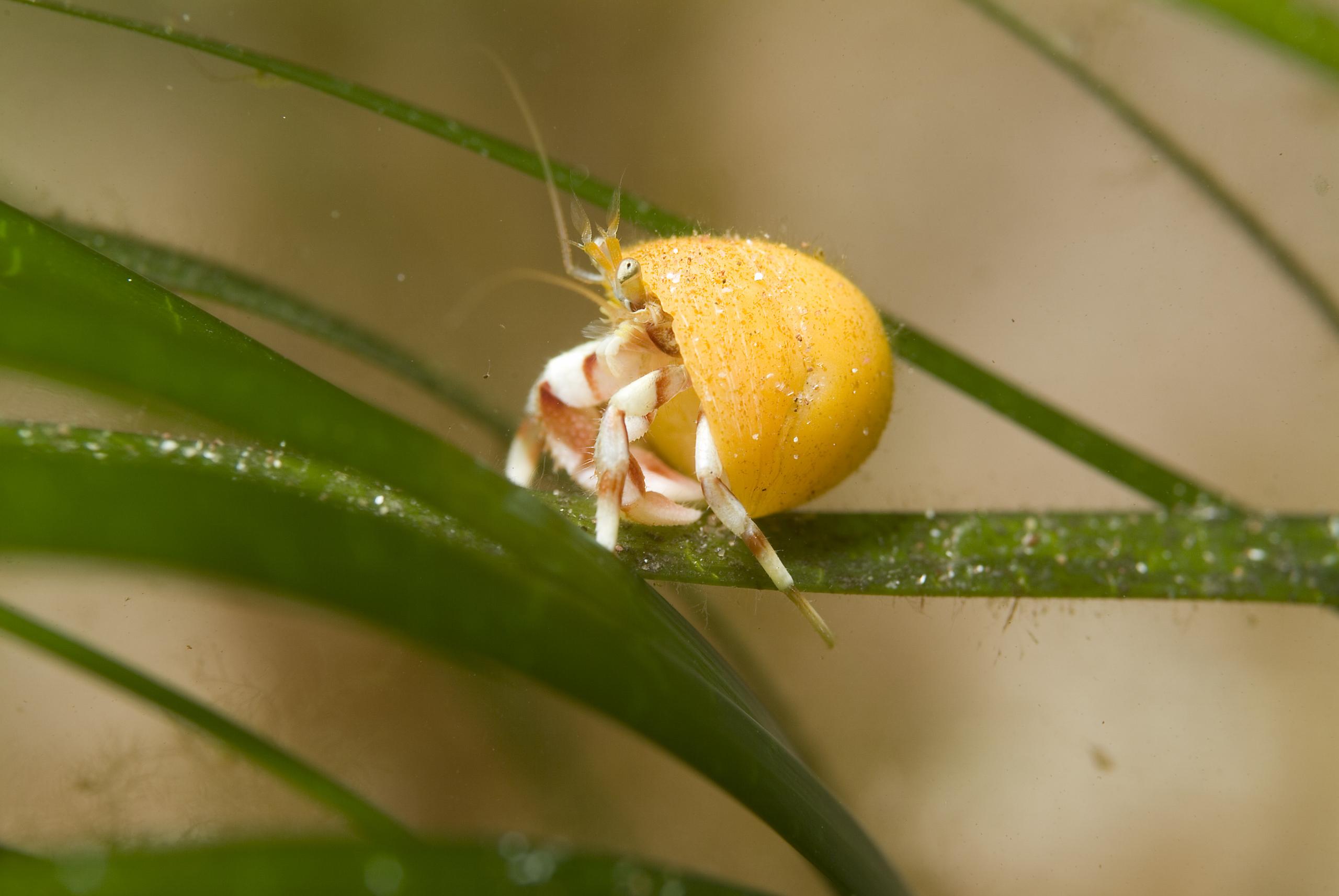 Close-up of a hermit crab on a blade of seagrass