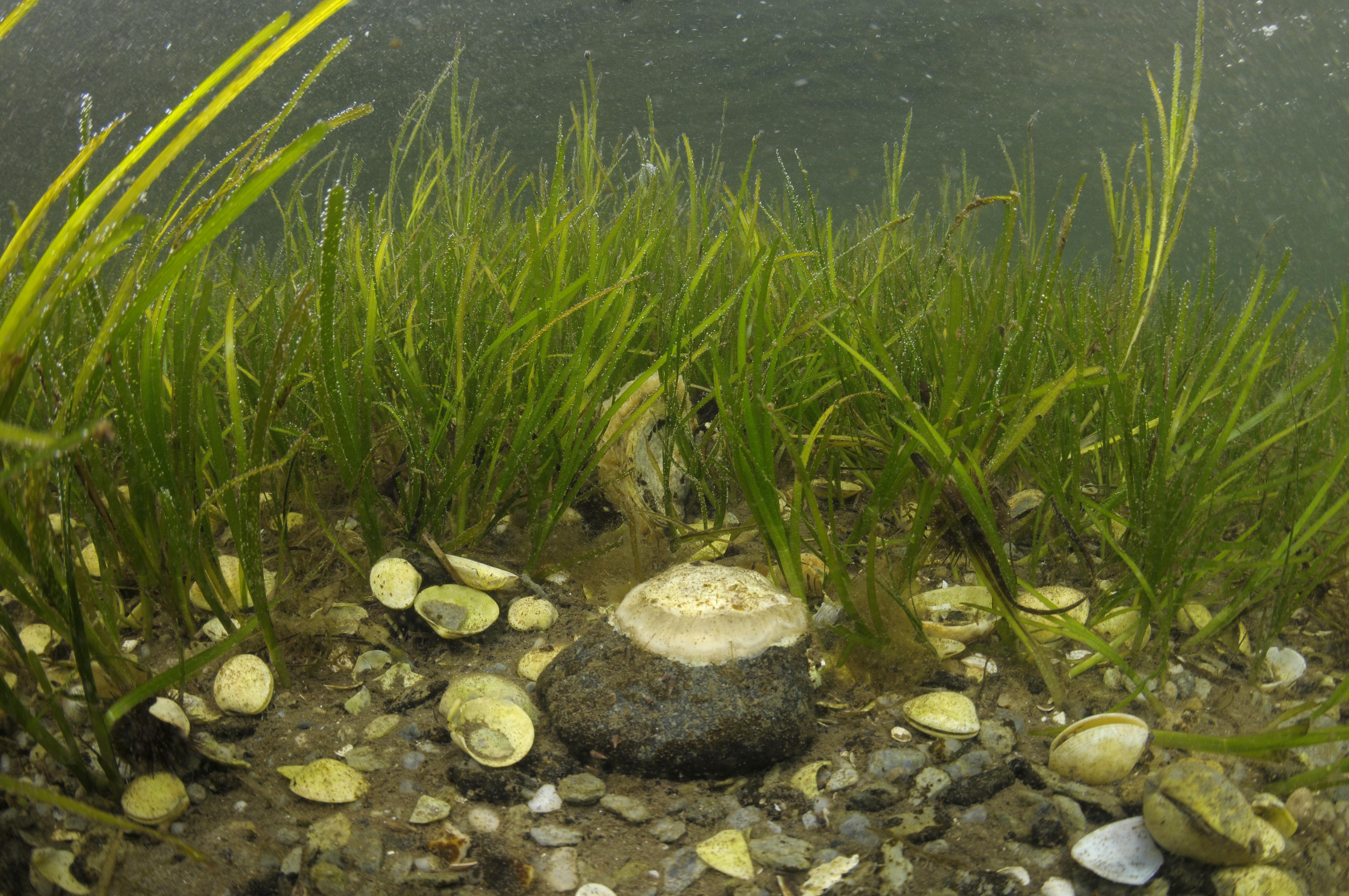 Seagrass in shallow water, with shells amongst it