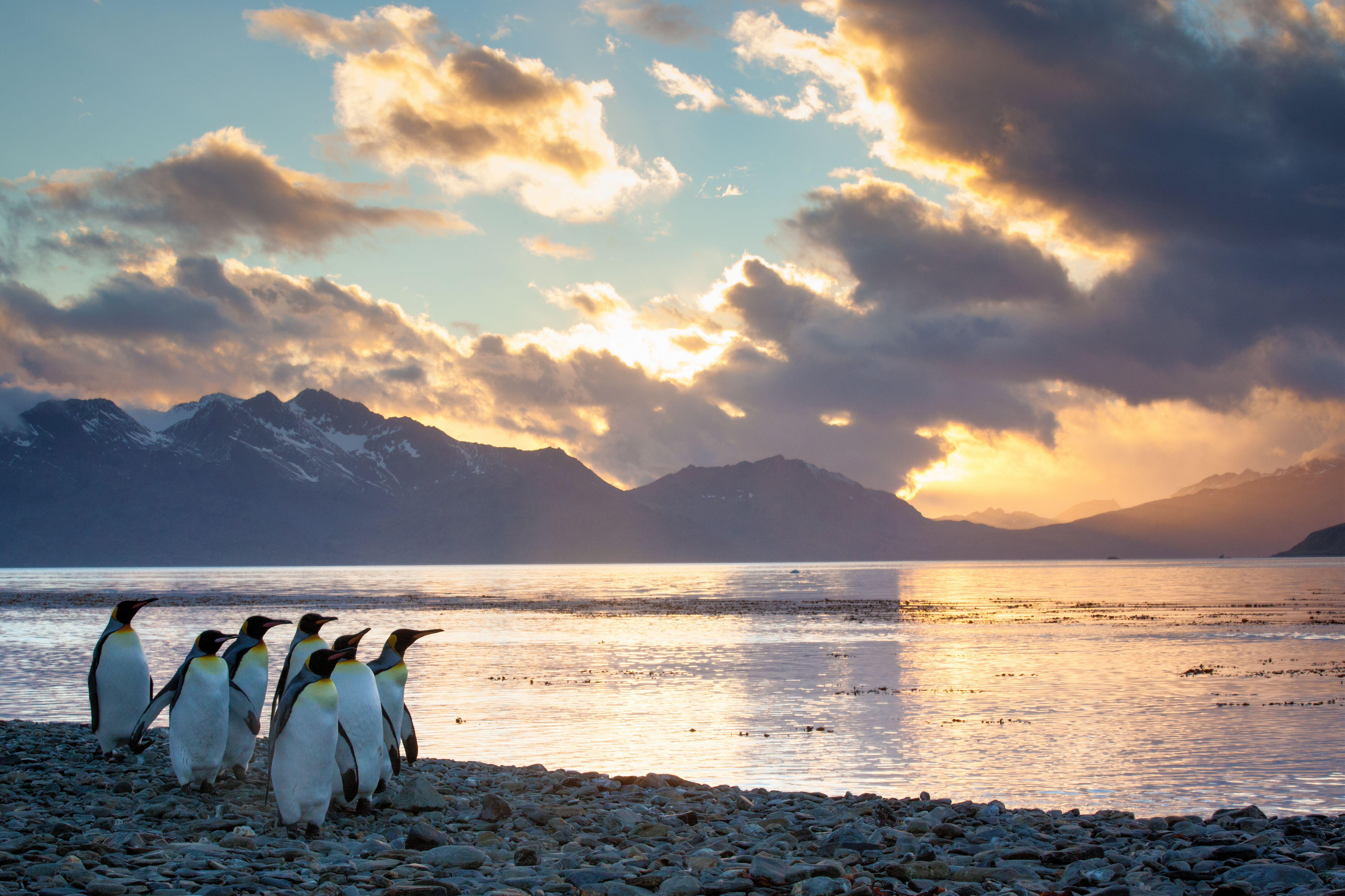 A group of king penguins on the beach with sunset over the sea and mountains behind 