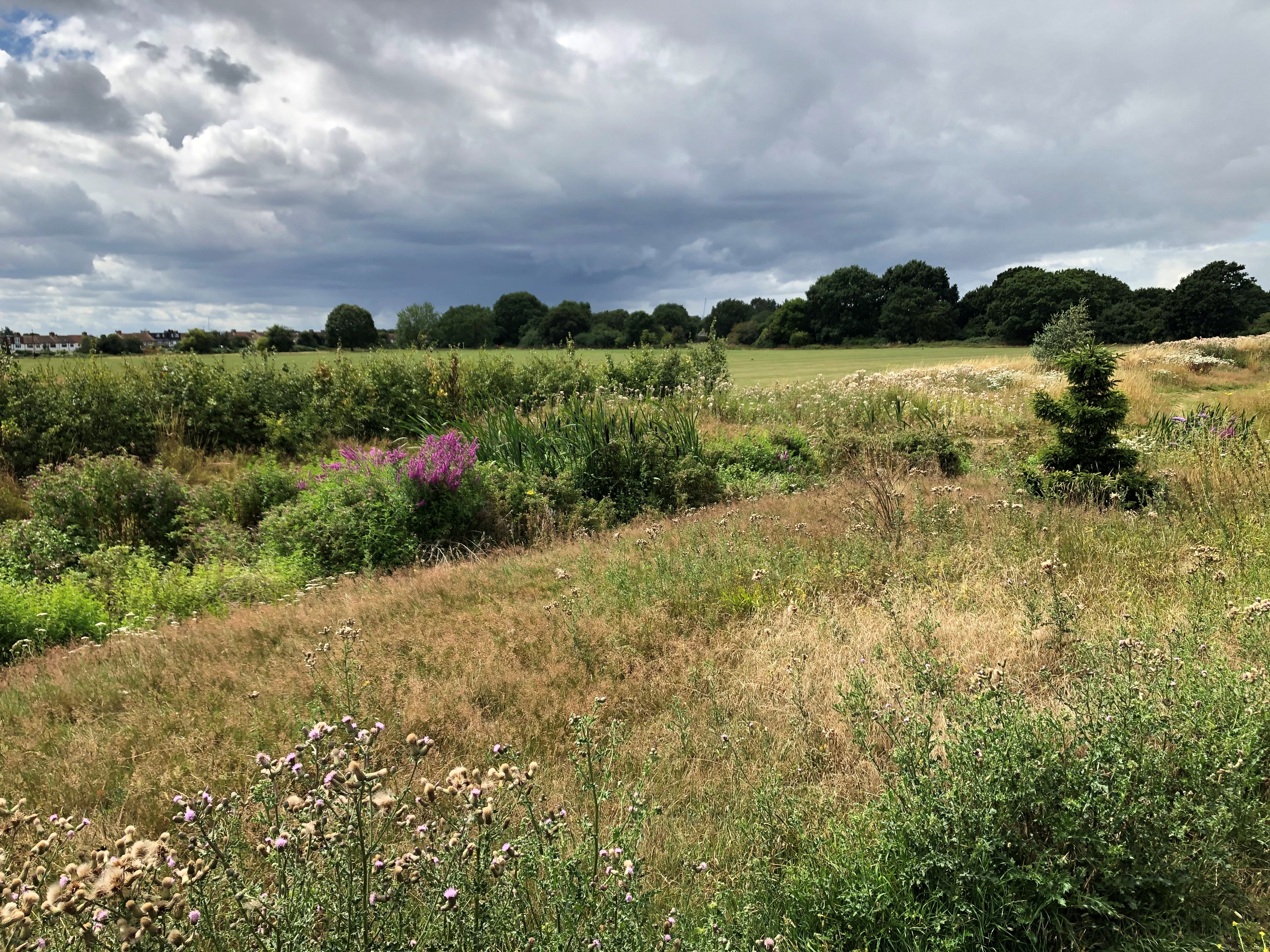 Long grass and wildflowers in front of a wetland swale and an open playing field edged with trees under a cloudy sky