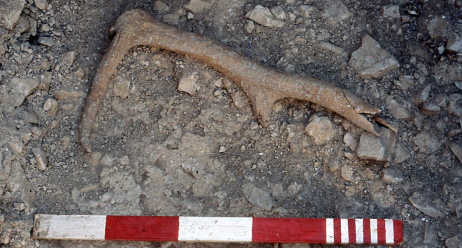 An excavated red deer antler, which was one of the items analysed for the new research (Dorset Museum/PA)