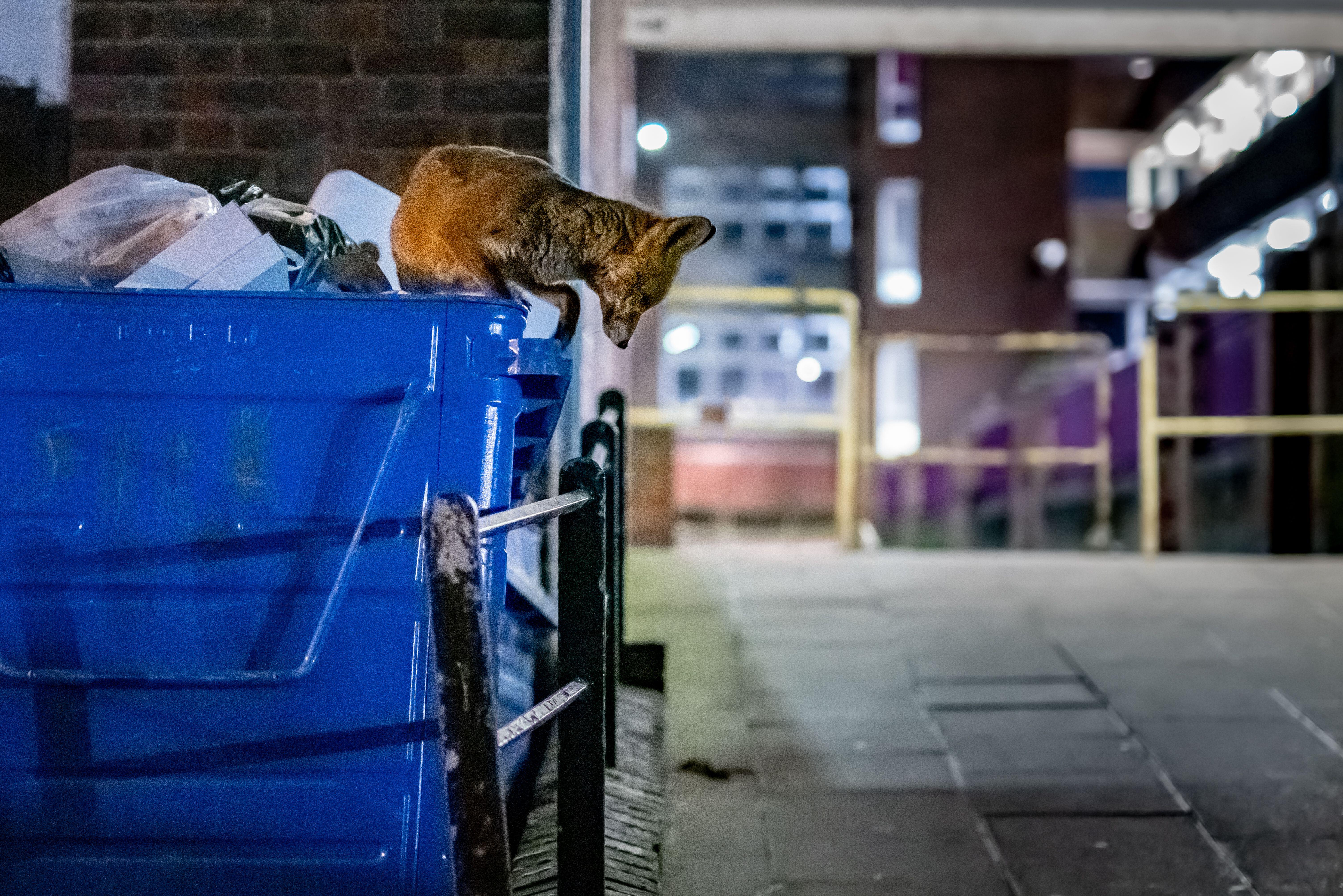 An urban fox on a large blue communal wheelie bin with housing estate buildings in the background