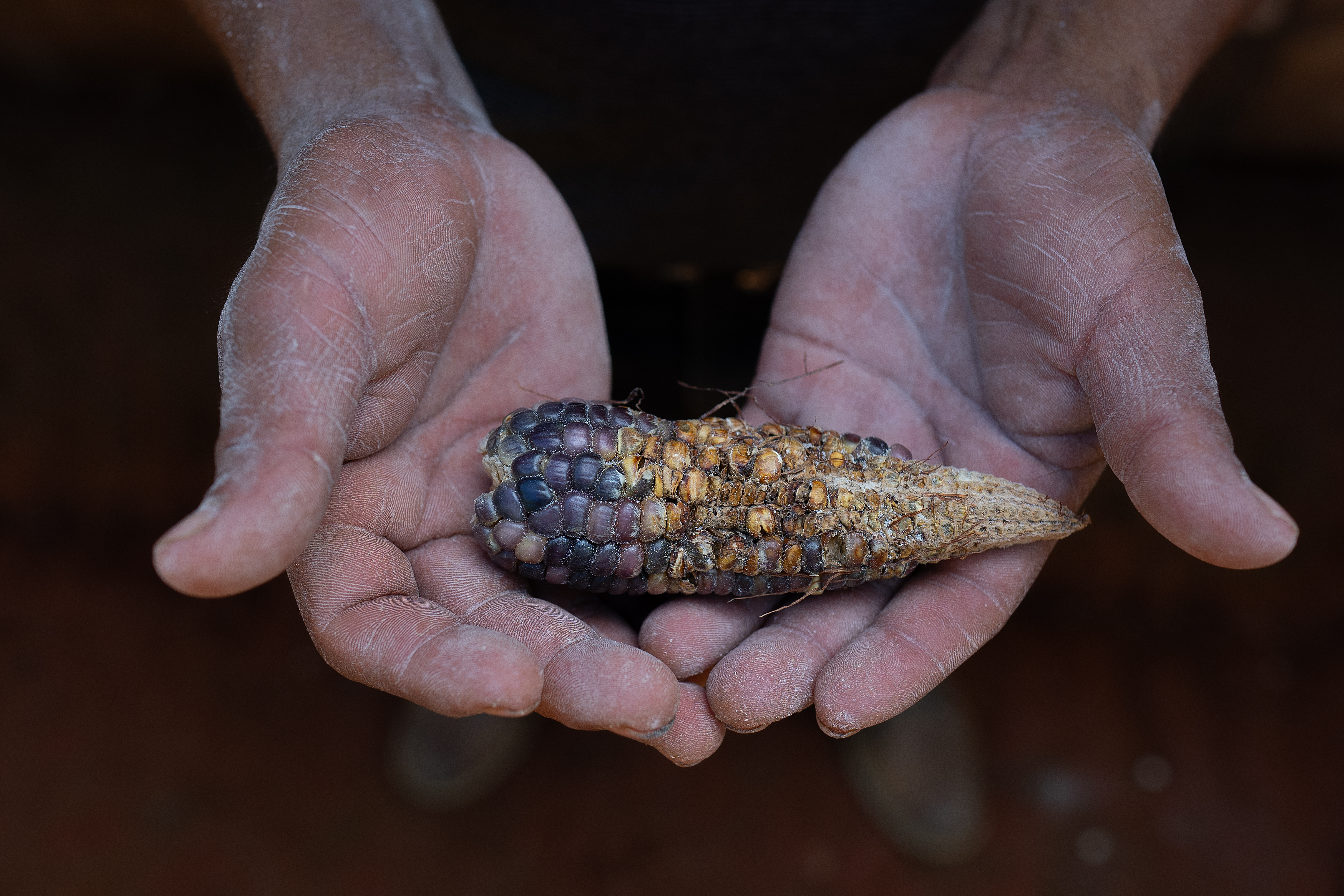 A Guatemalan farmer holds a piece of maize