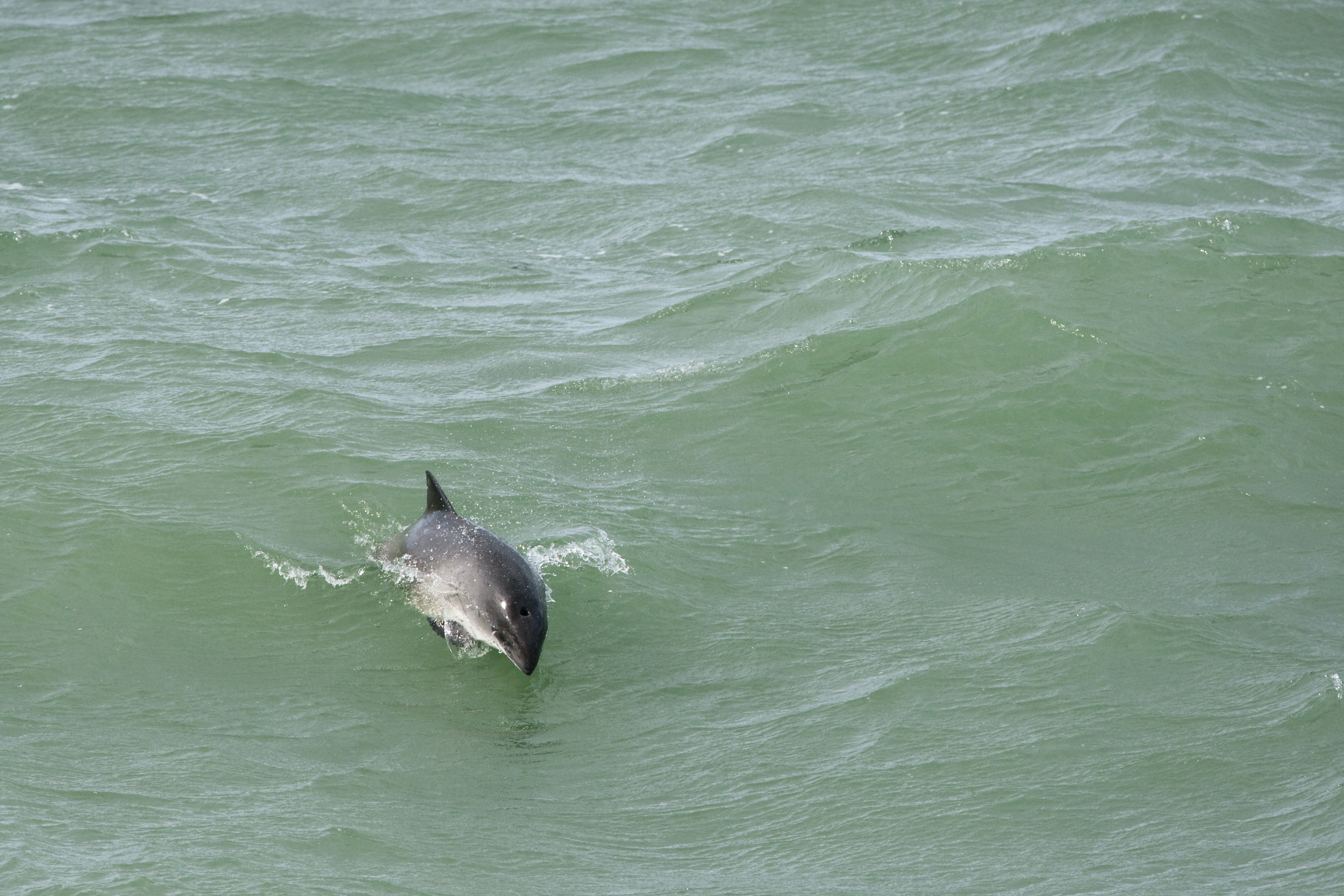 A dolphin leaps through the sea