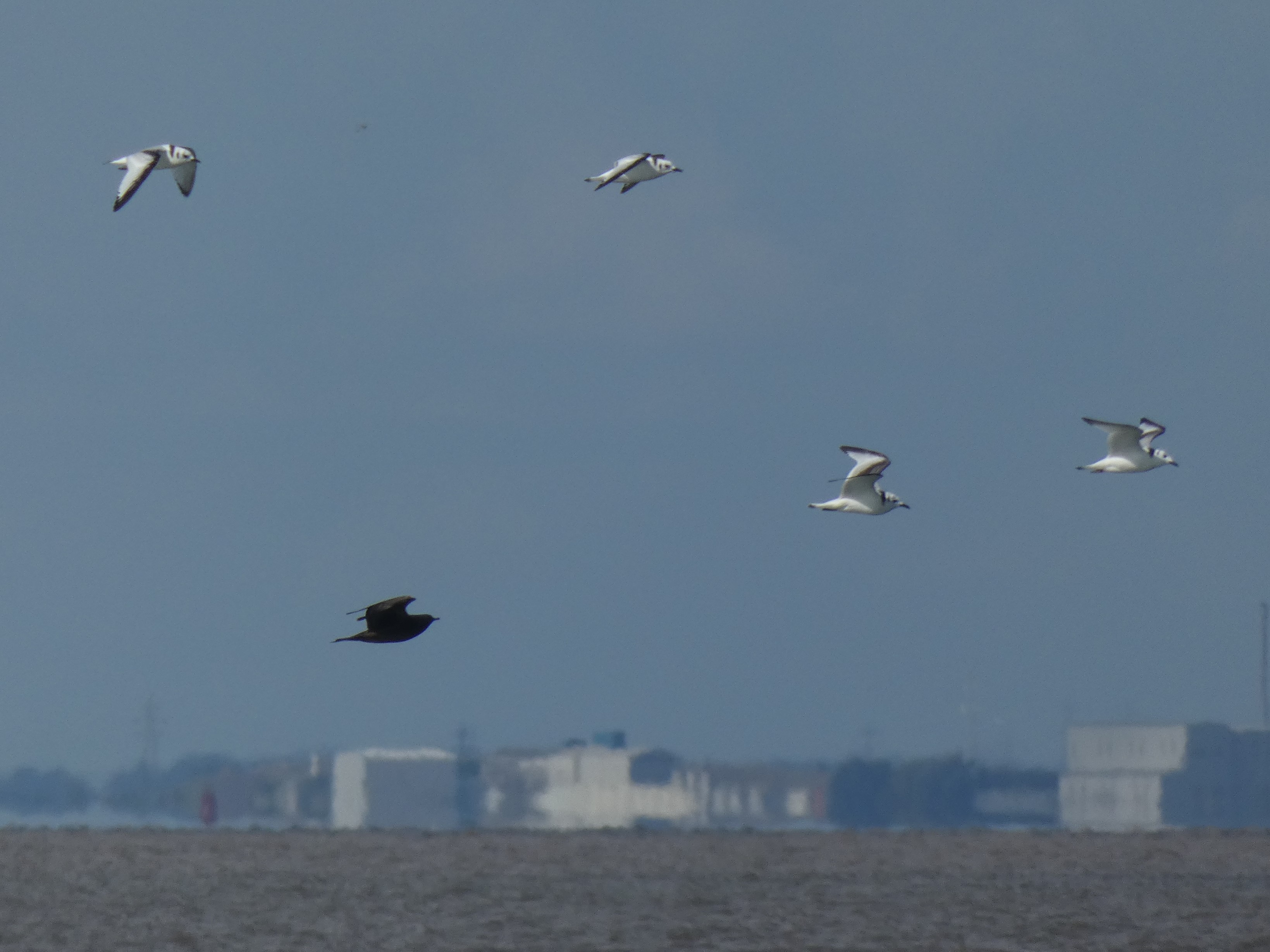 Arctic Skua and Kittiwakes at Spurn Point