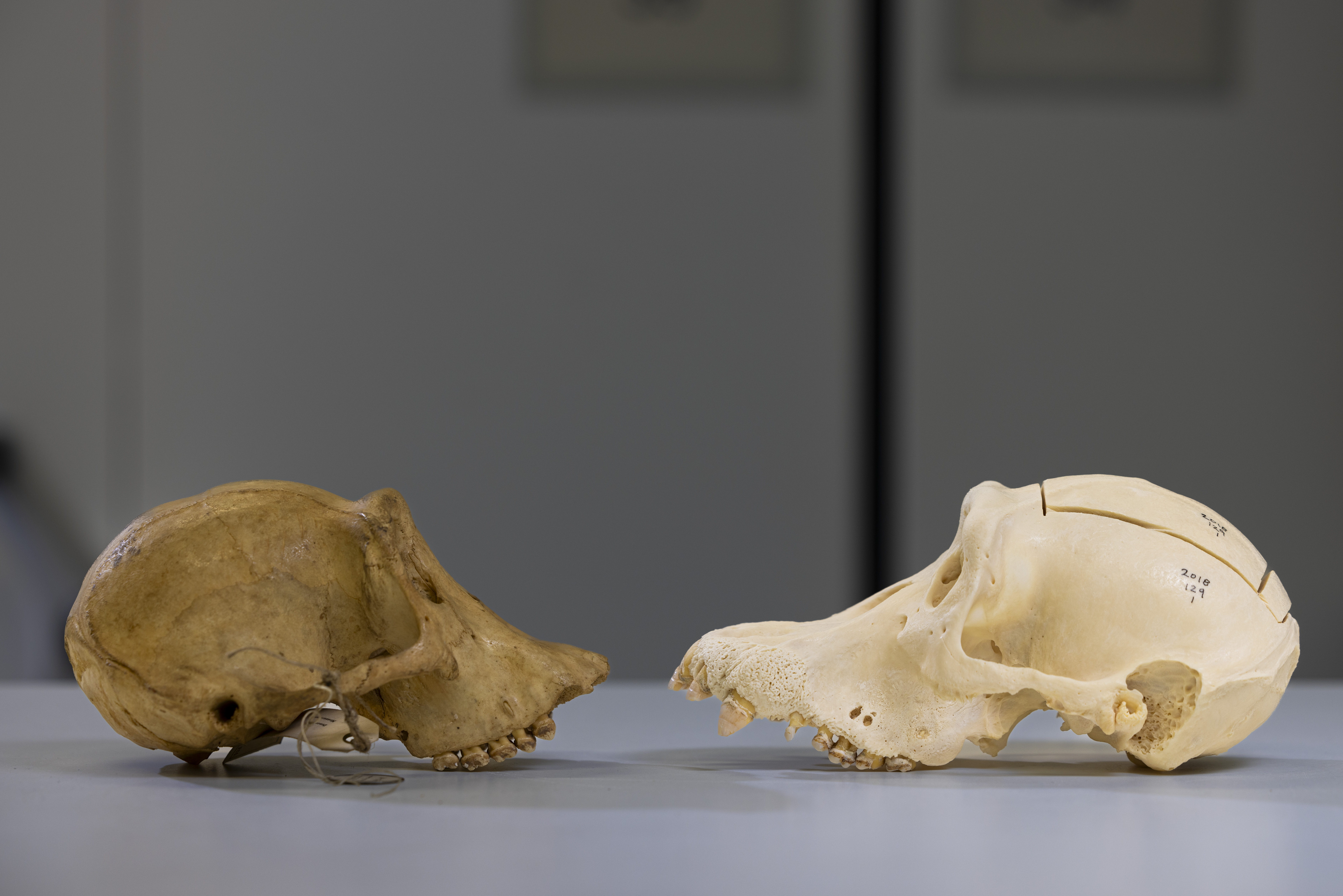 Two primate skulls on a table, facing each other, photographed from the side