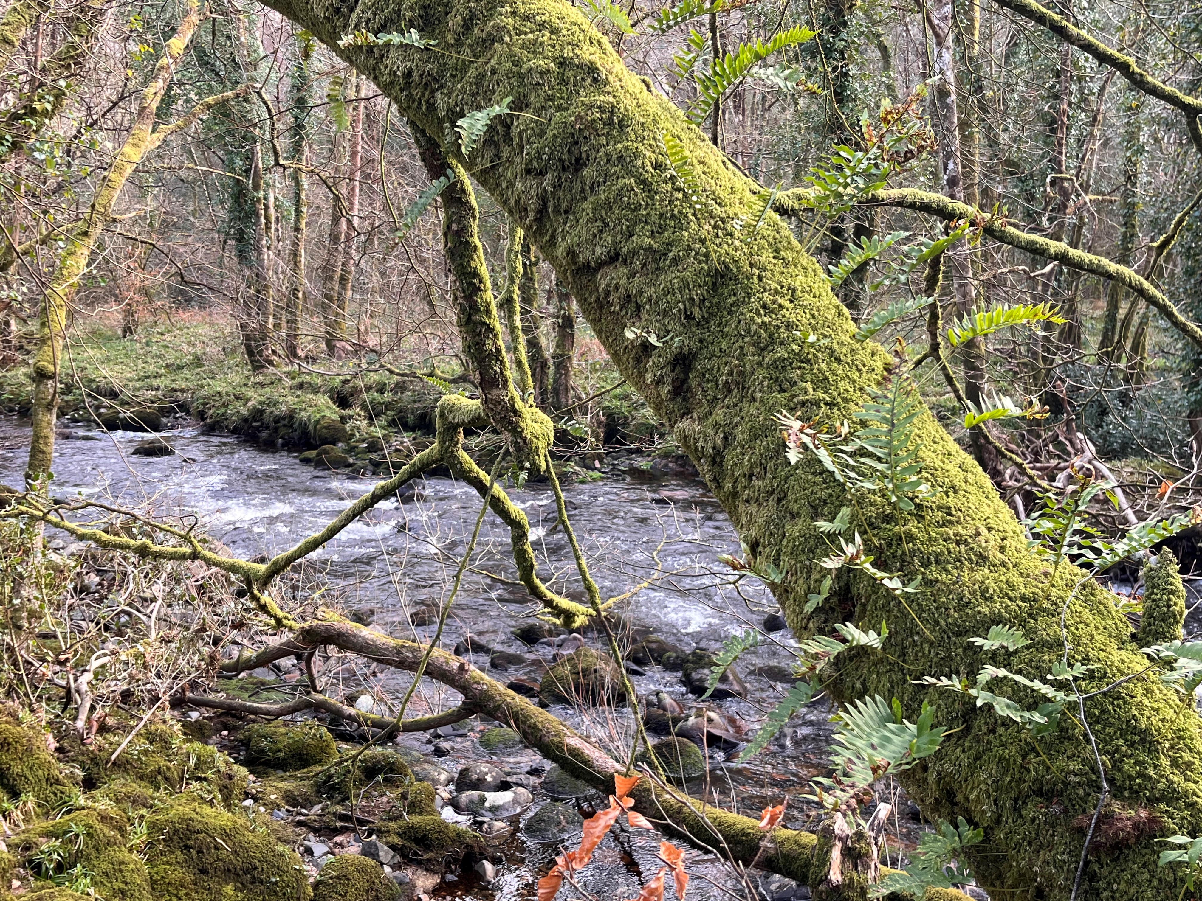 A tree branch covered in moss with ferns growing out of it, and a river and woodlands behind