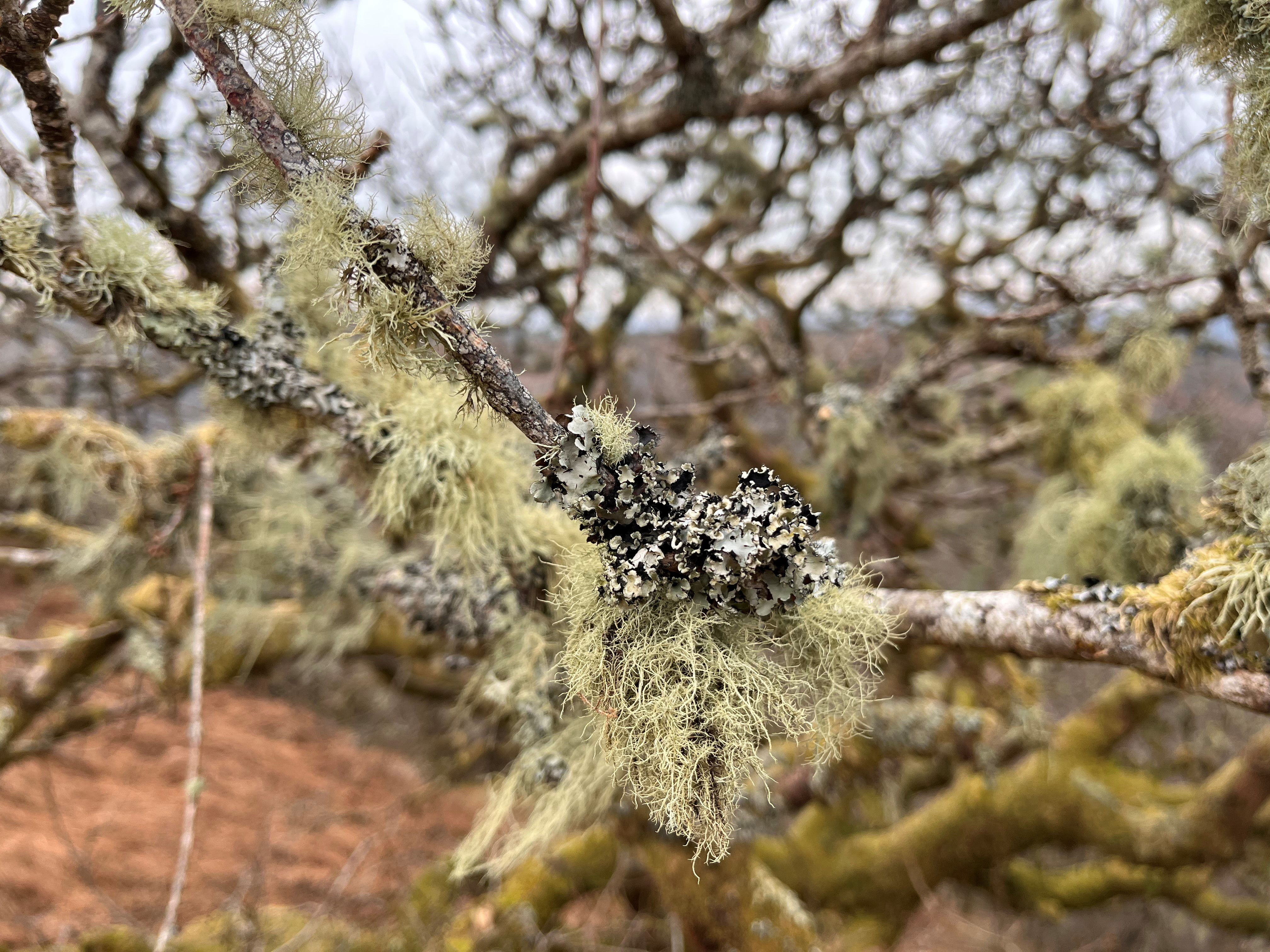 Several different species of lichen on a branch of a tree