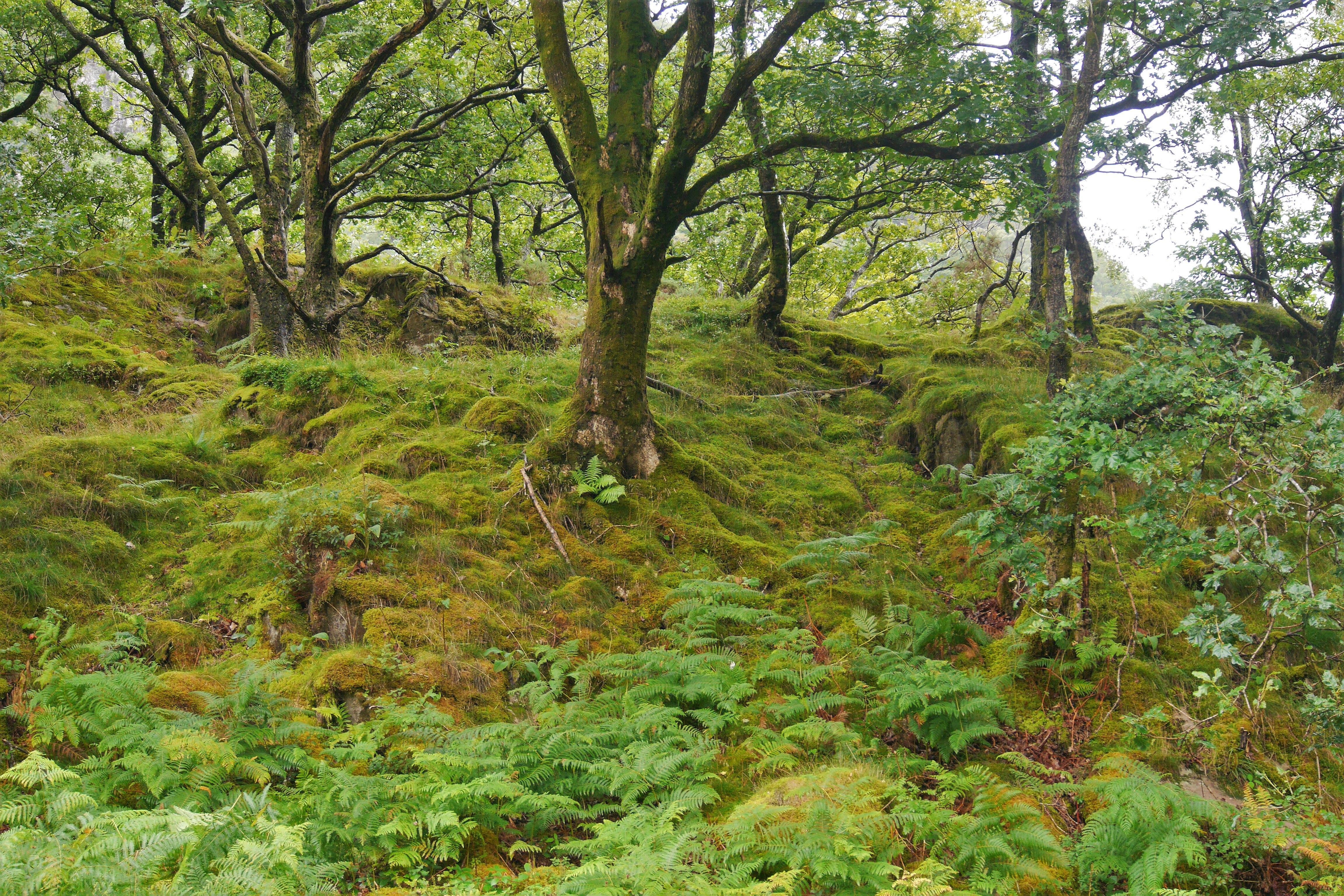 Trees on a woodland bank with moss and ferns covering the ground