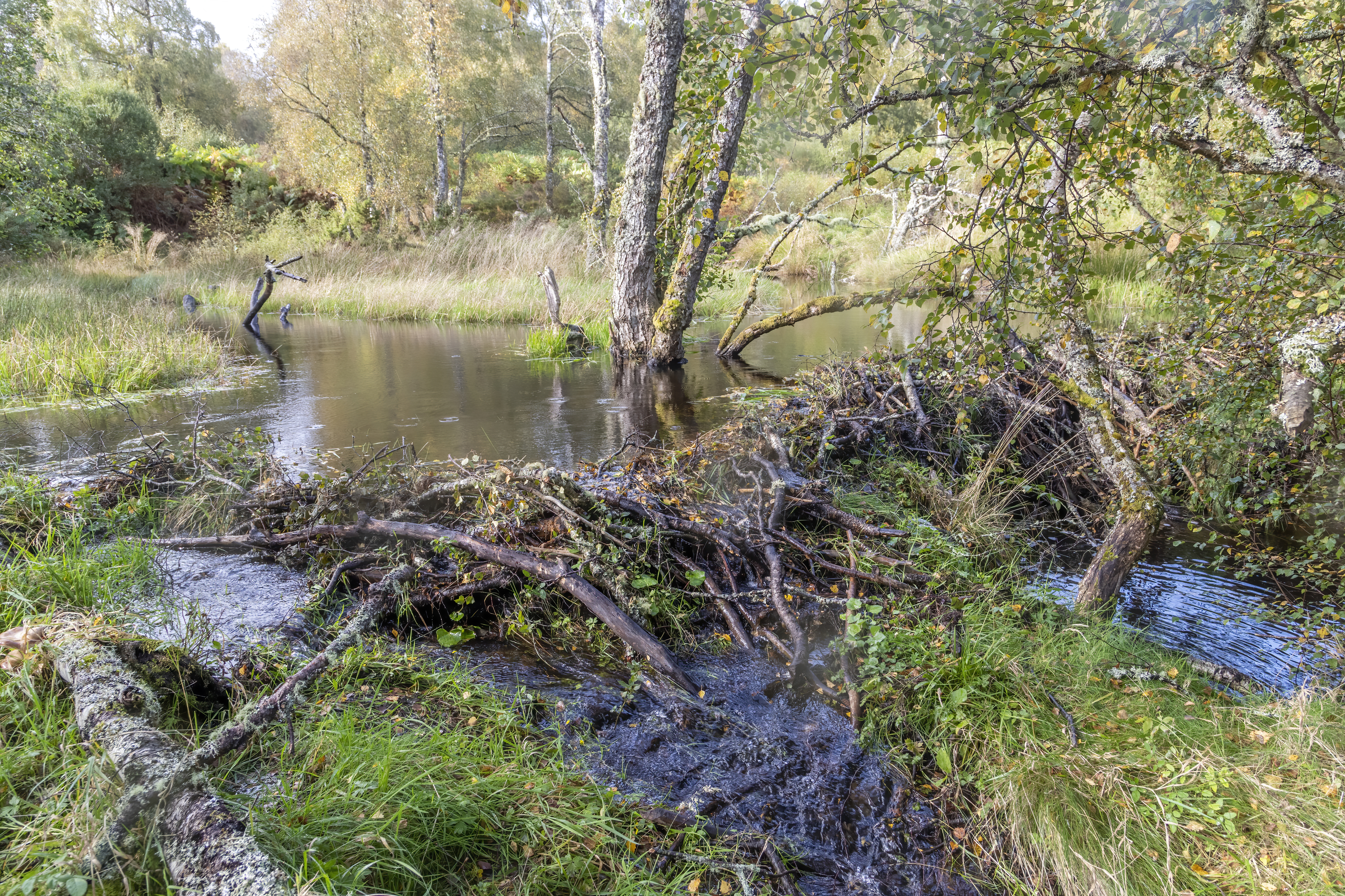 A beaver dam on a river