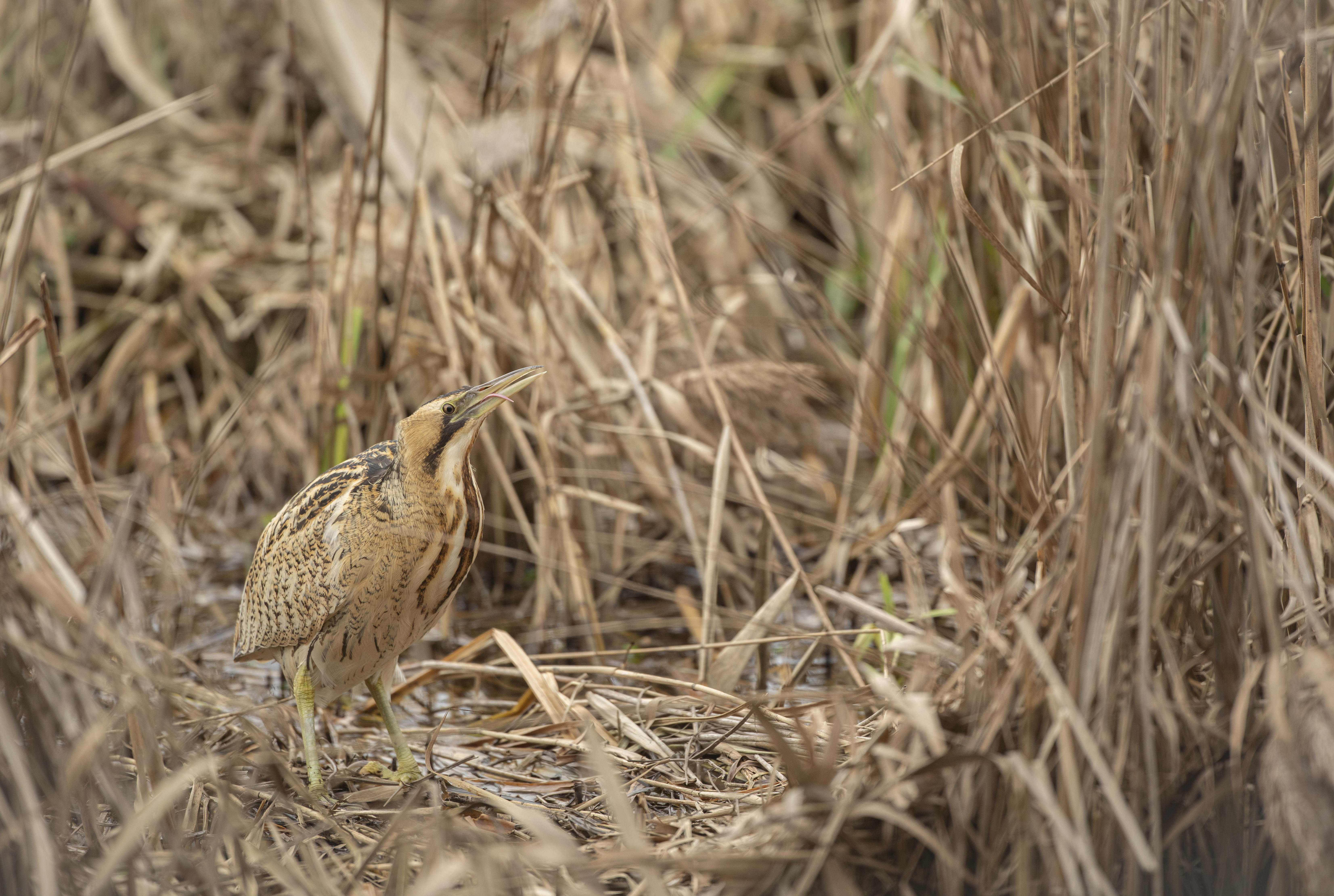 Great bittern Botaurus stellaris, adult moving through reeds in Essex. (Ben Andrew/RSPB)