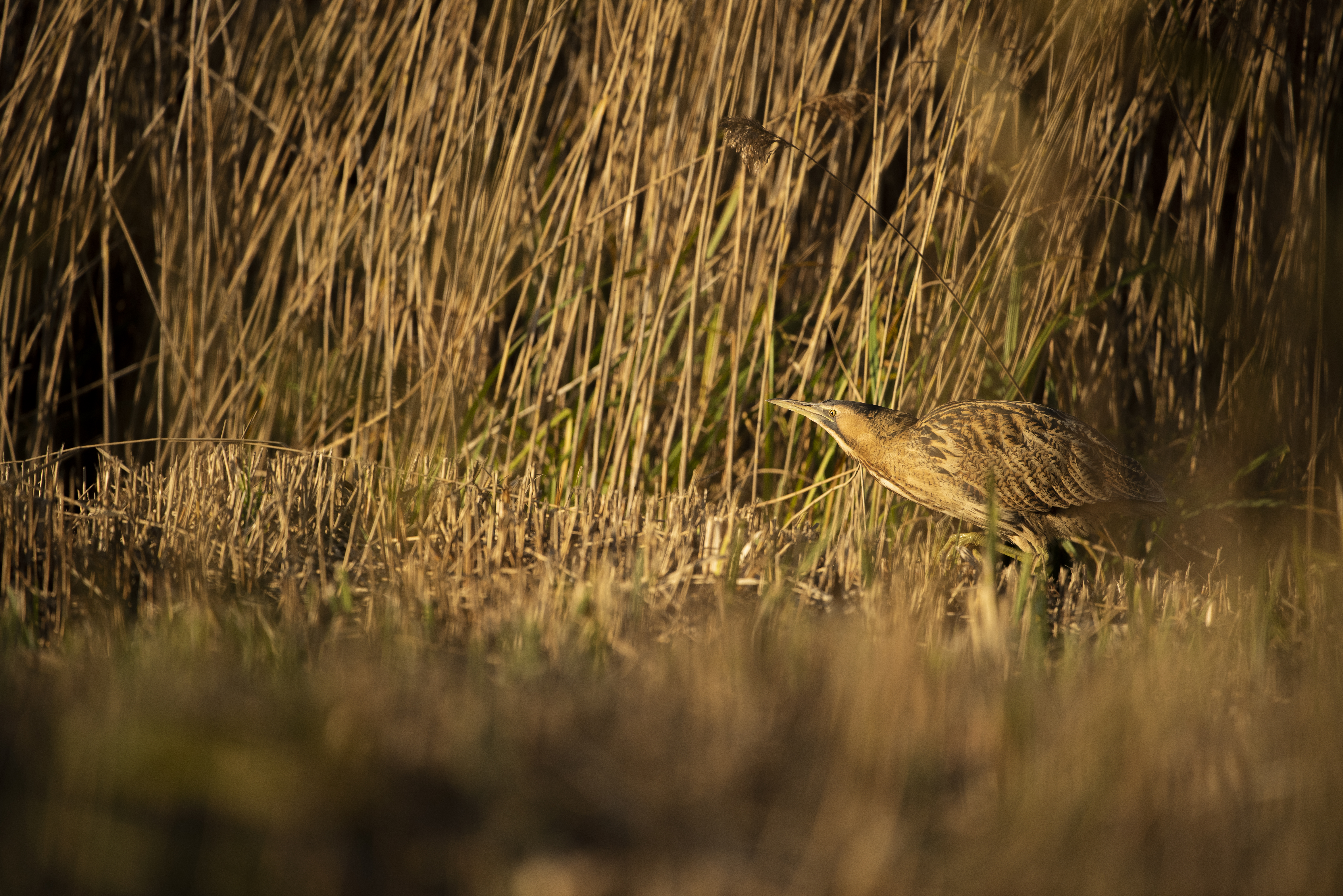 Eurasian bittern Botaurus stellaris moving through reedbeds, RSPB Minsmere Nature Reserve, Suffolk. (Ben Andrew/RSBP)