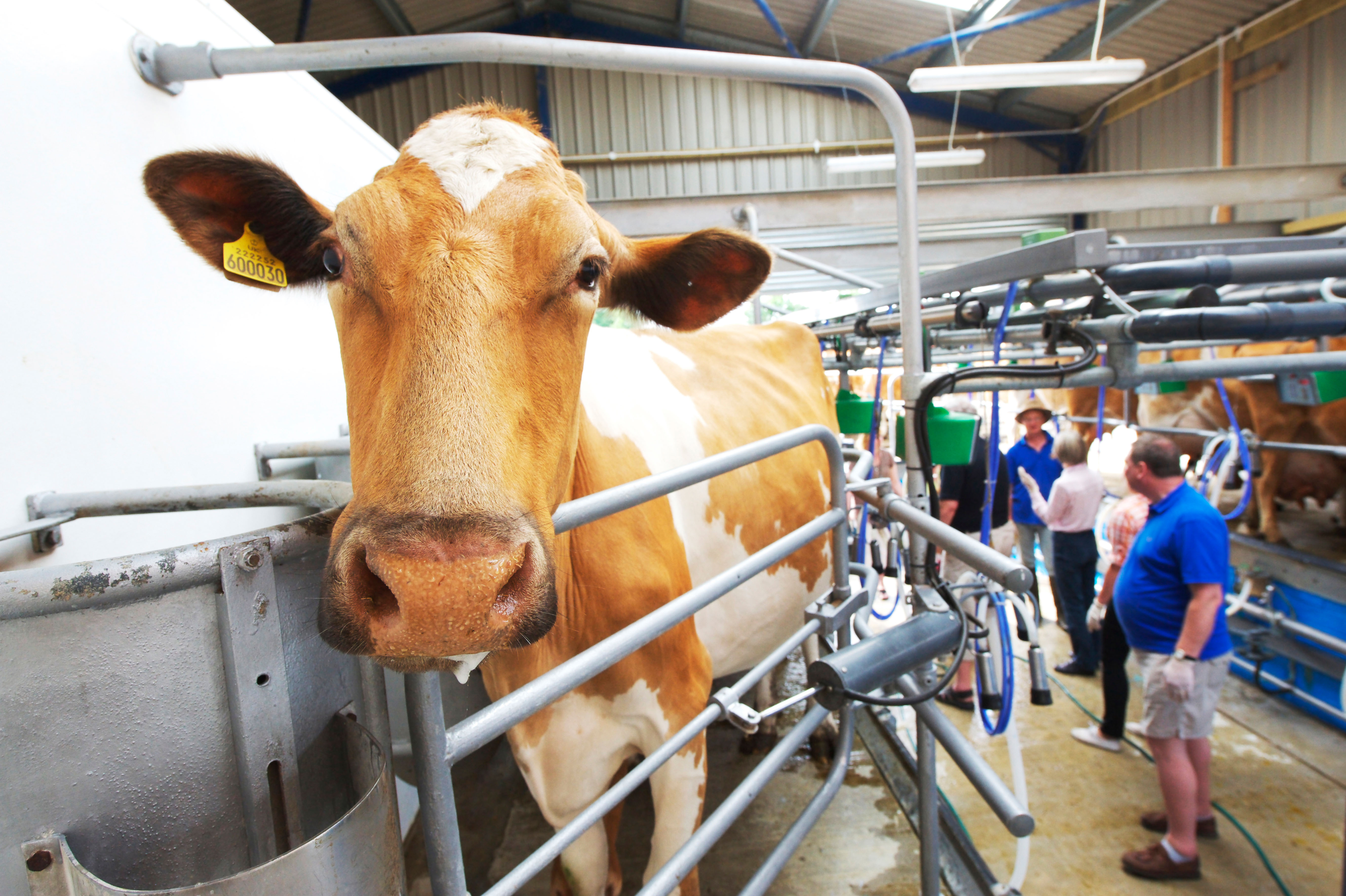 A Jersey cow ready for milking in a milking shed