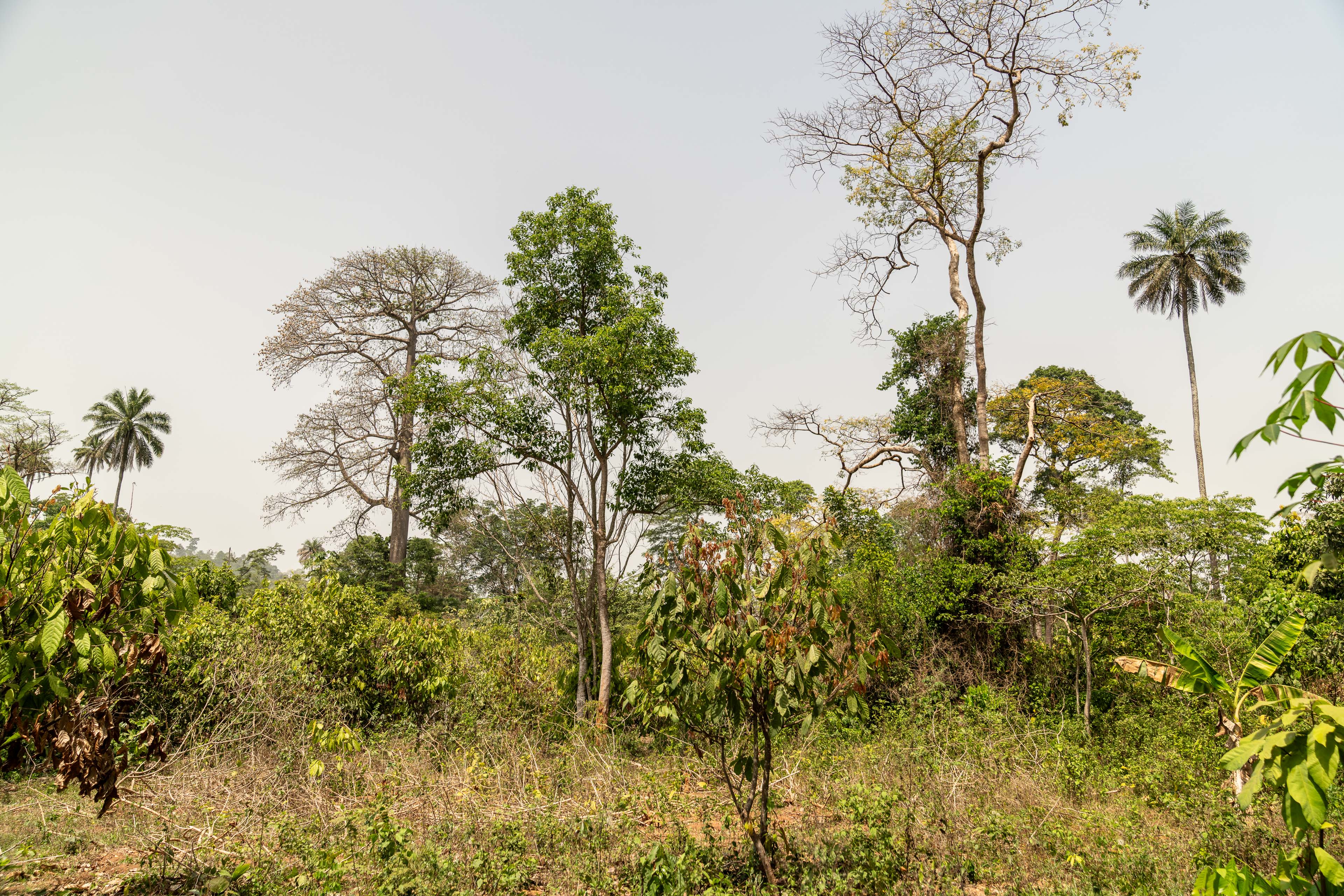 A view of a cocoa farm in the Bafing-Tonpki region, Ivory Coast. (Chris Terry/PA)