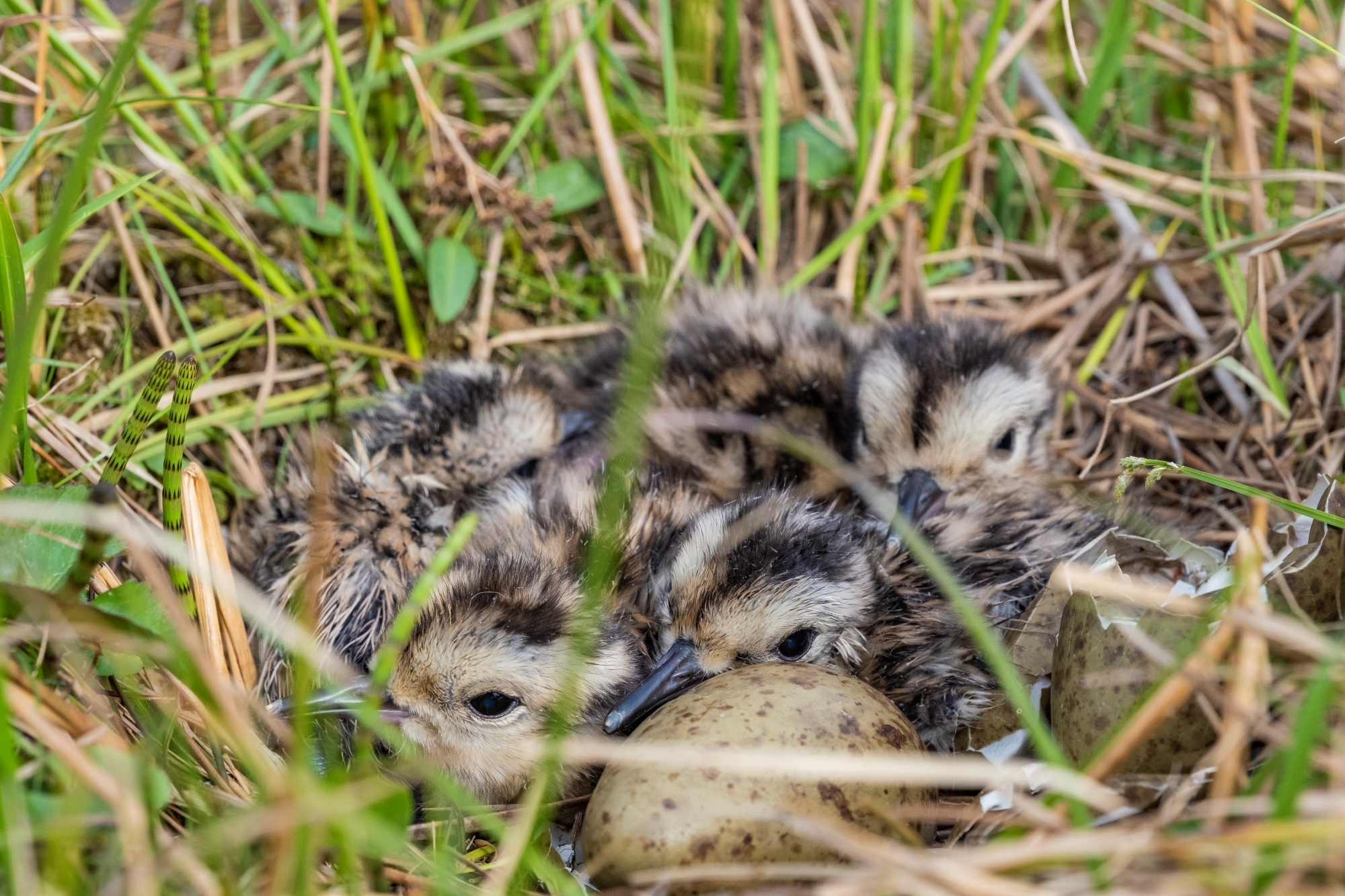 Nesting curlew chicks