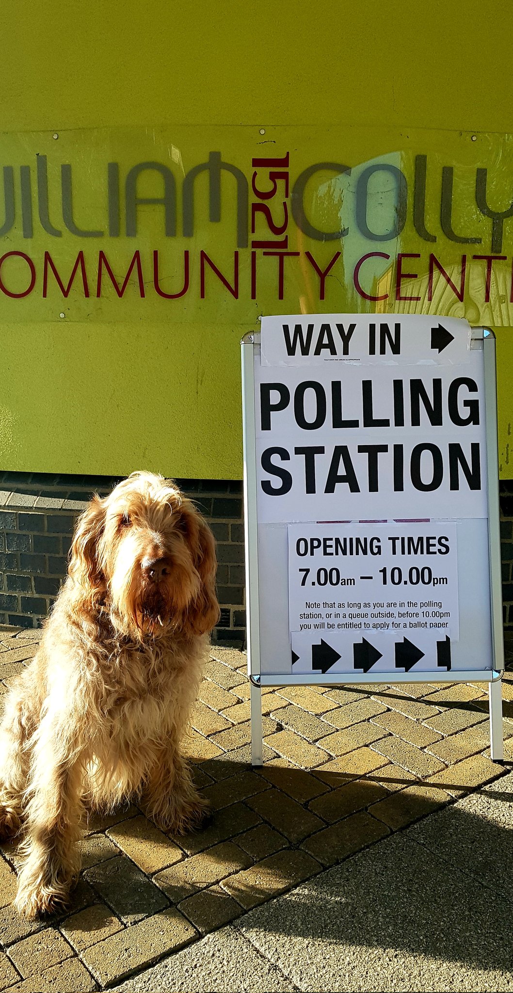 Dog outside polling station 