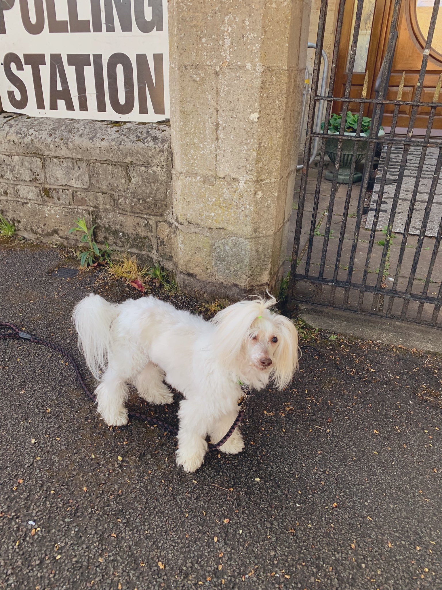 Dog outside polling station 