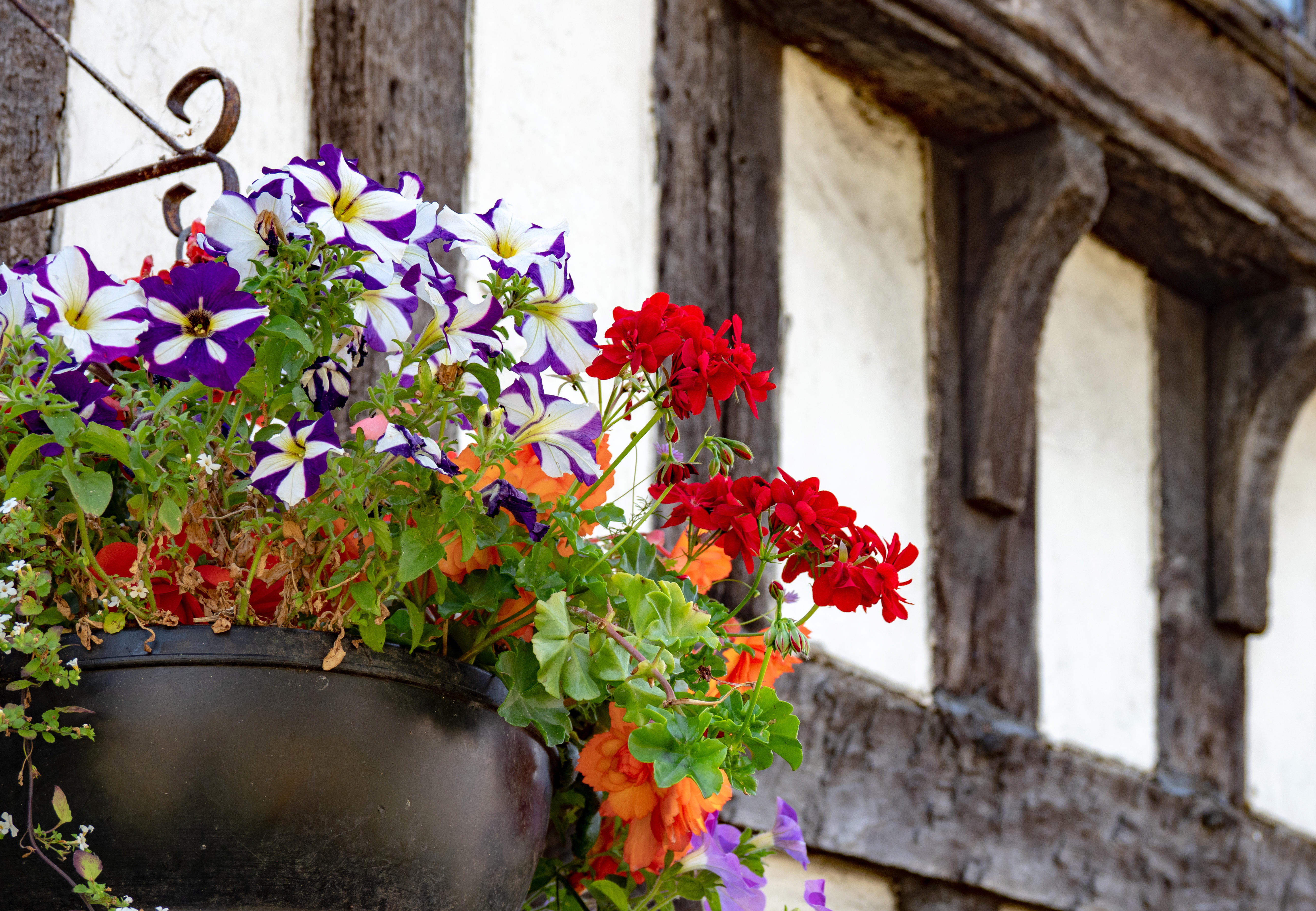  A hanging basket with flowers in front of a Tudor building in Evesham, Worcestershire, England, UK