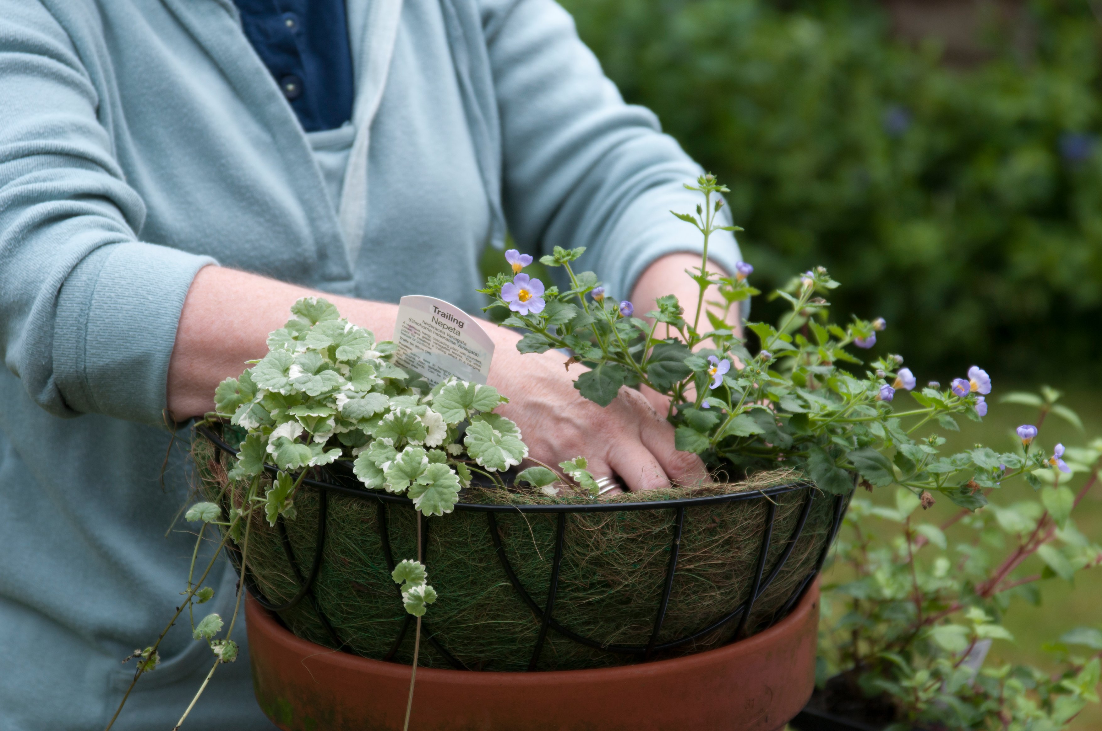 Planting up a hanging basket for Summer display.