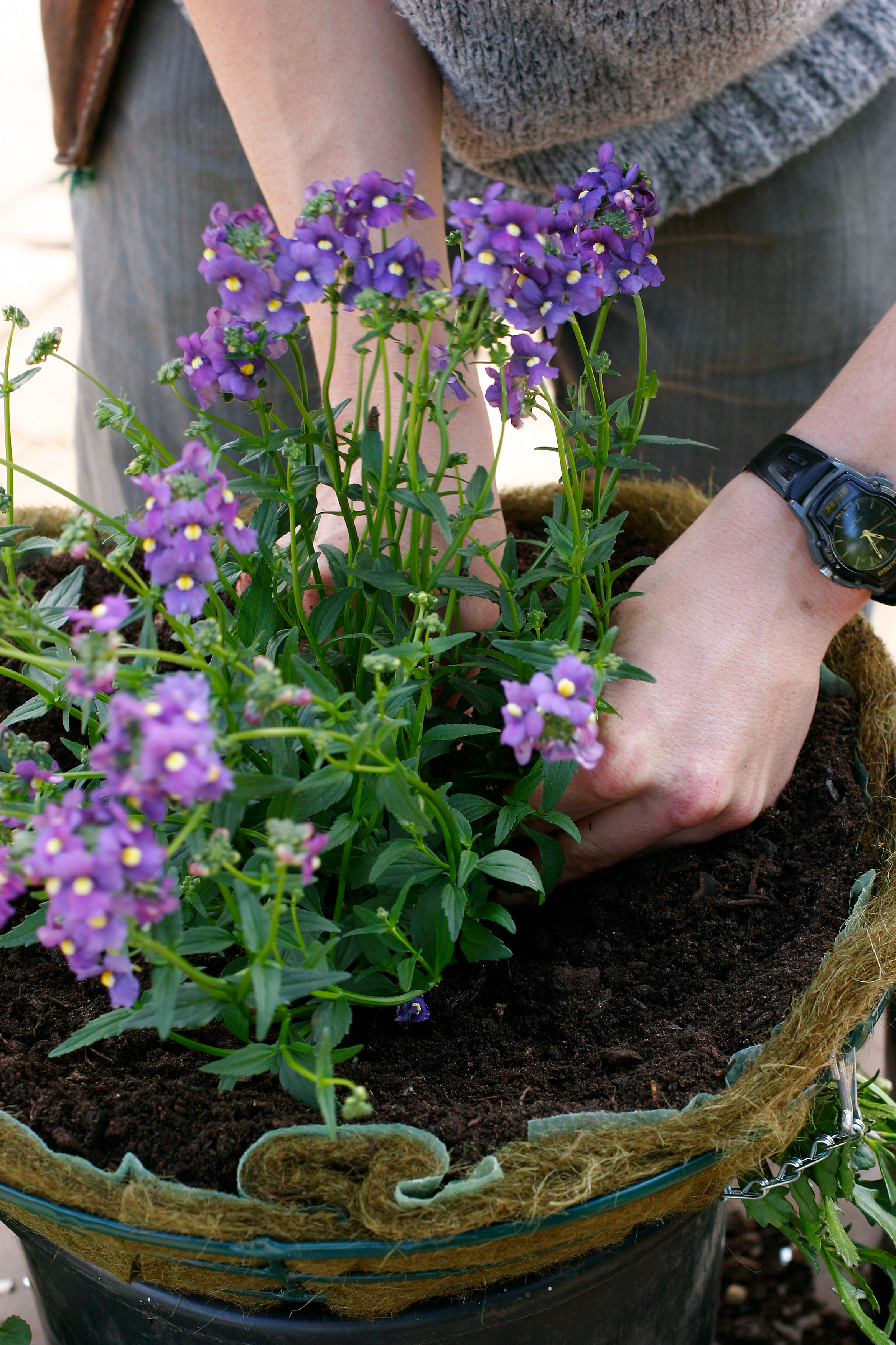 Planting a Summer hanging-basket - Adding Nemesia 'Fleurie Blue'.
