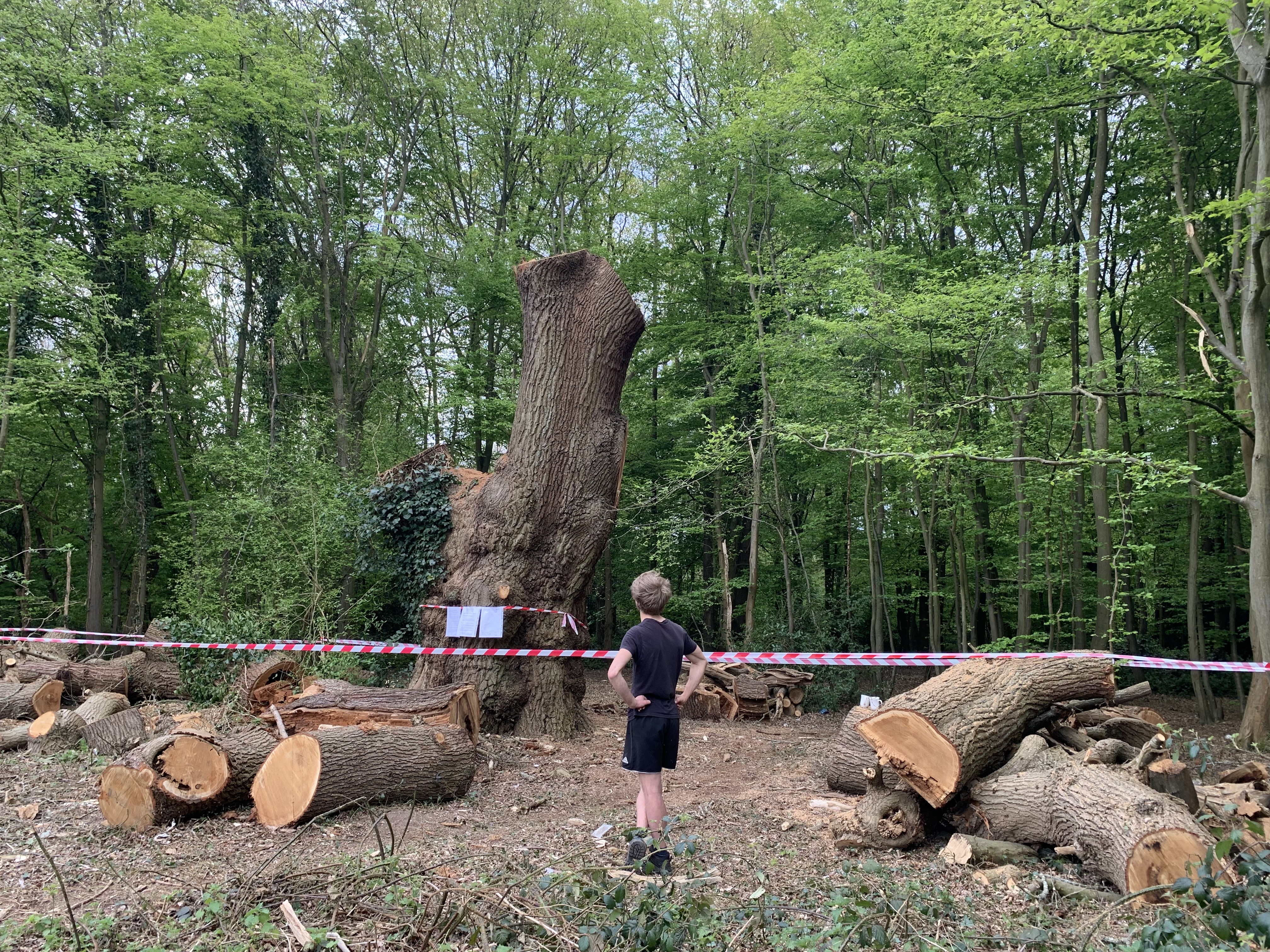 The remaining trunk of a 400-year-old oak