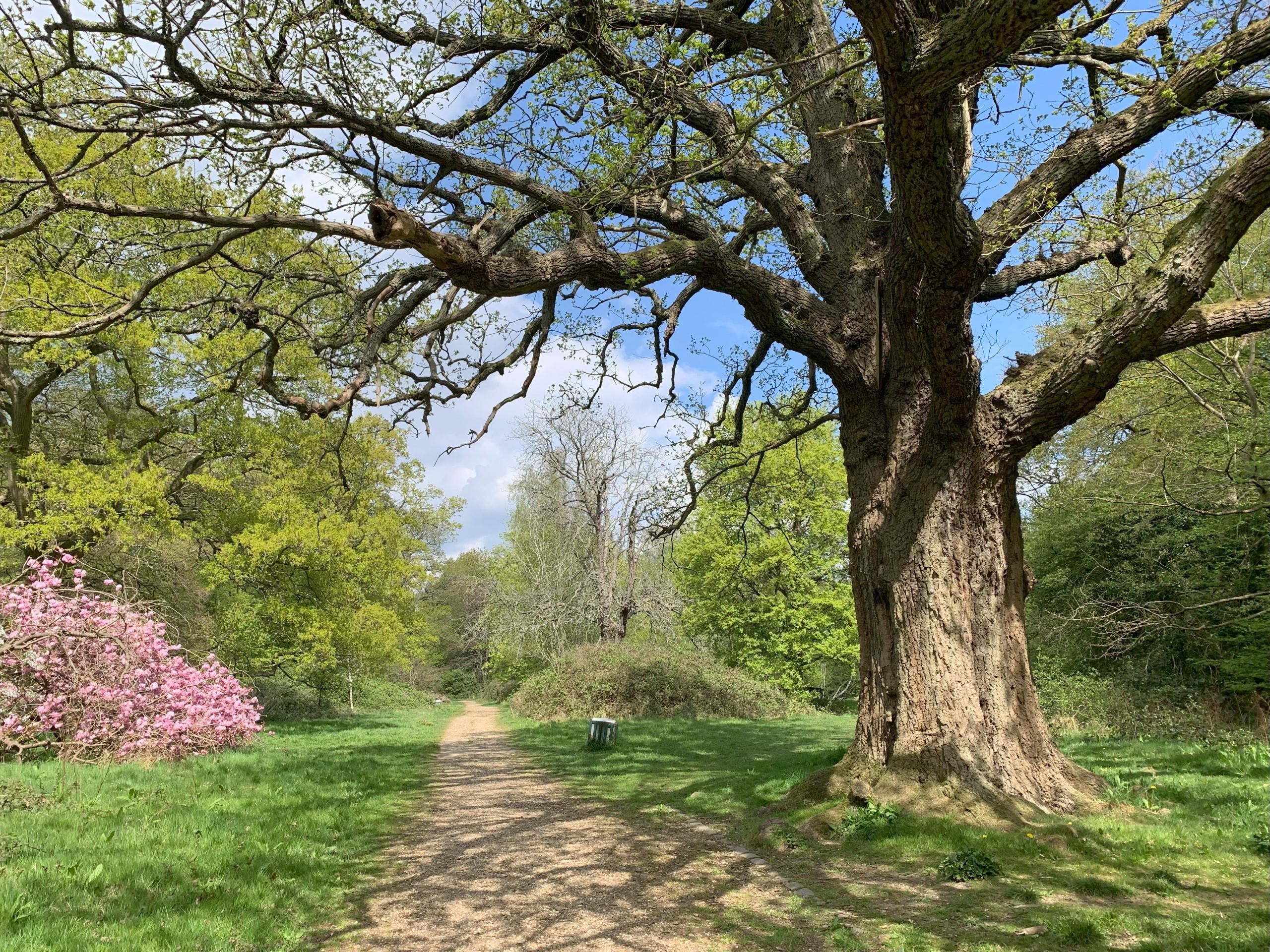 The large Whitewebbs oak coming into leaf 