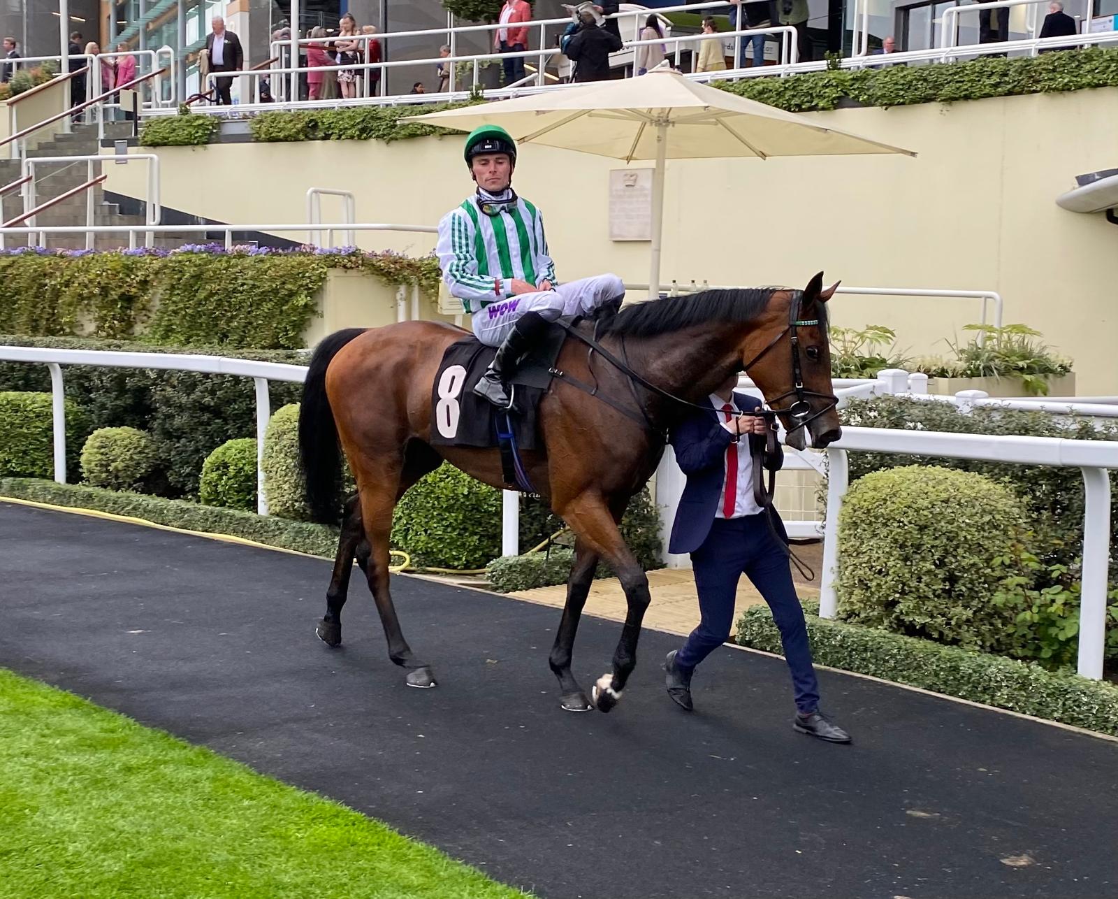 Shaha is an improving filly 