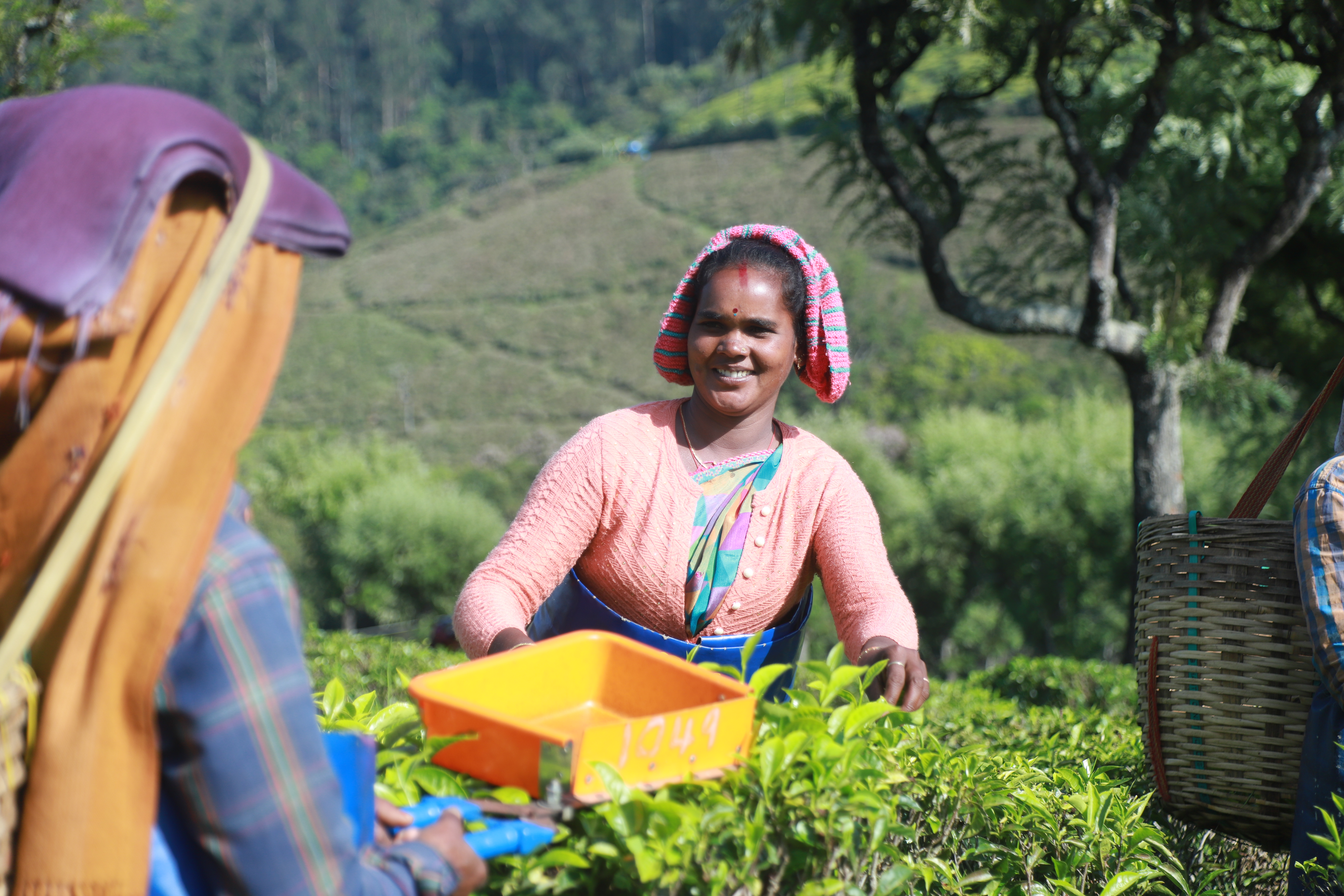Ms Sunitha Kumari at the United Nilgiris Tea Estates, South India. (Fairtrade/PA)