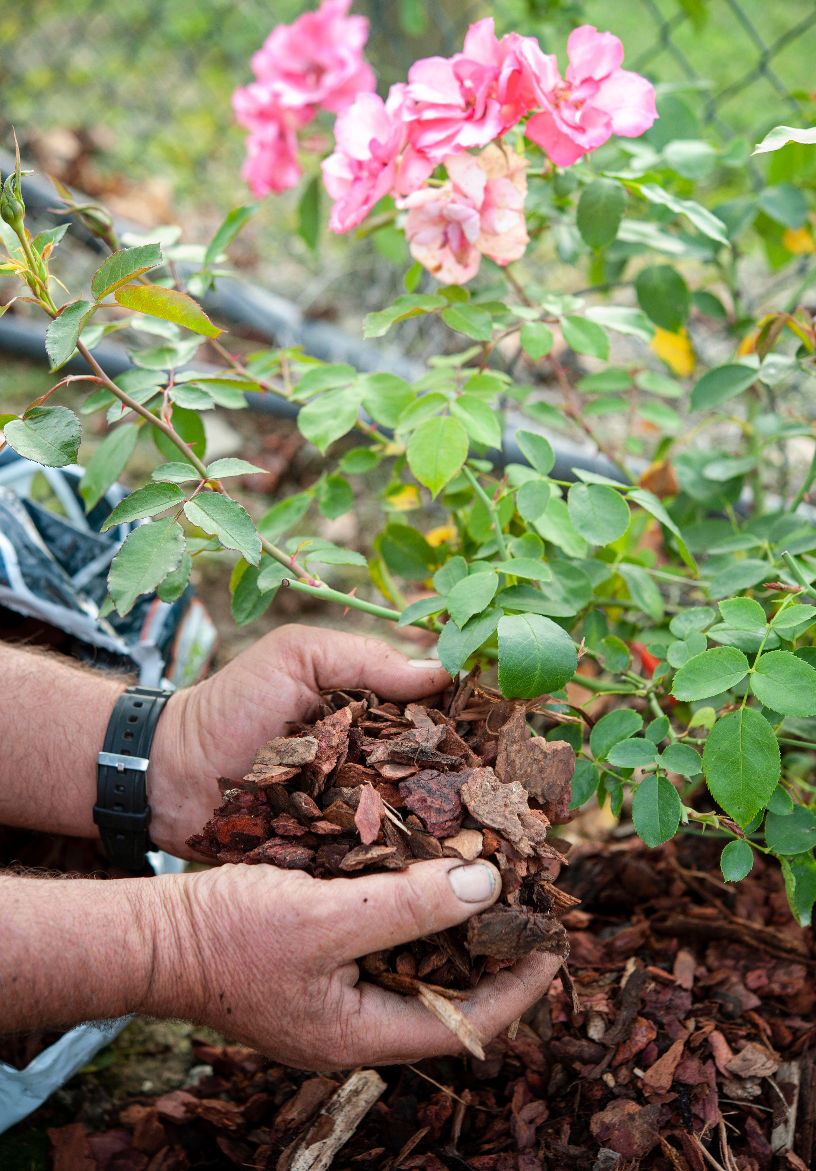 Mulching roses (Alamy/PA)