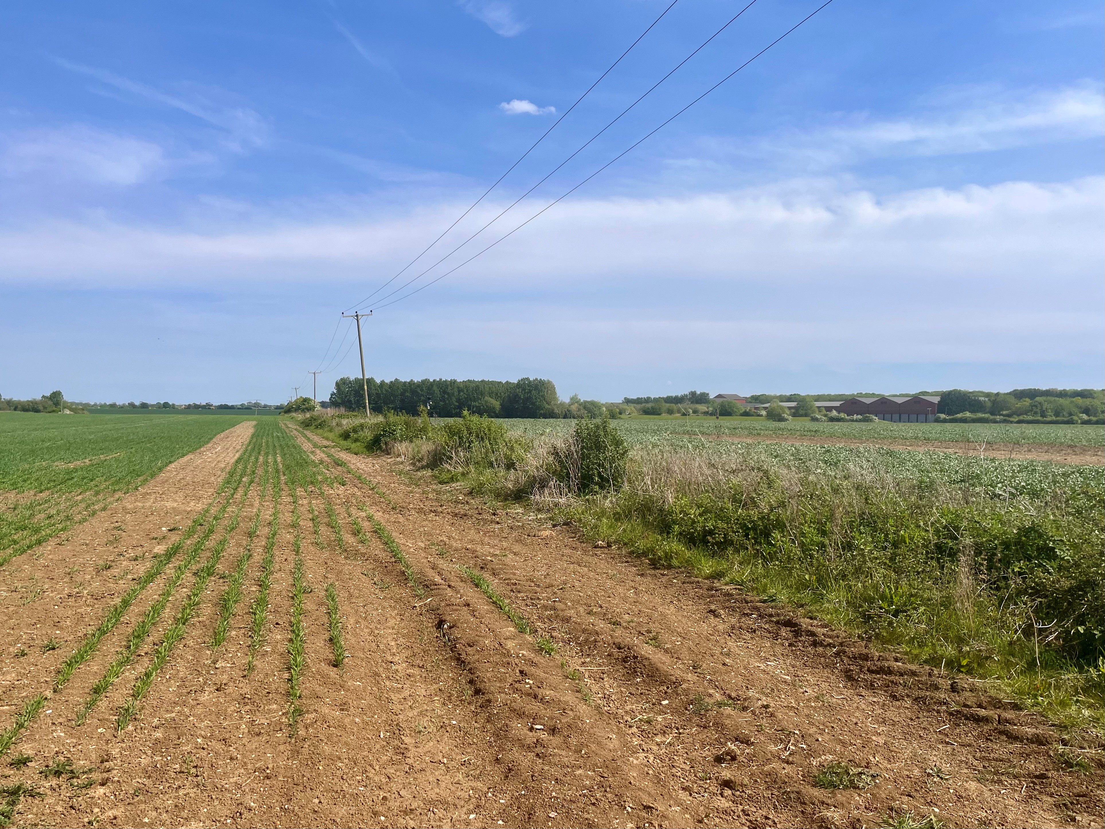 An arable field edged by a beetle bank, with bare earth in dry conditions under a hazy blue sky
