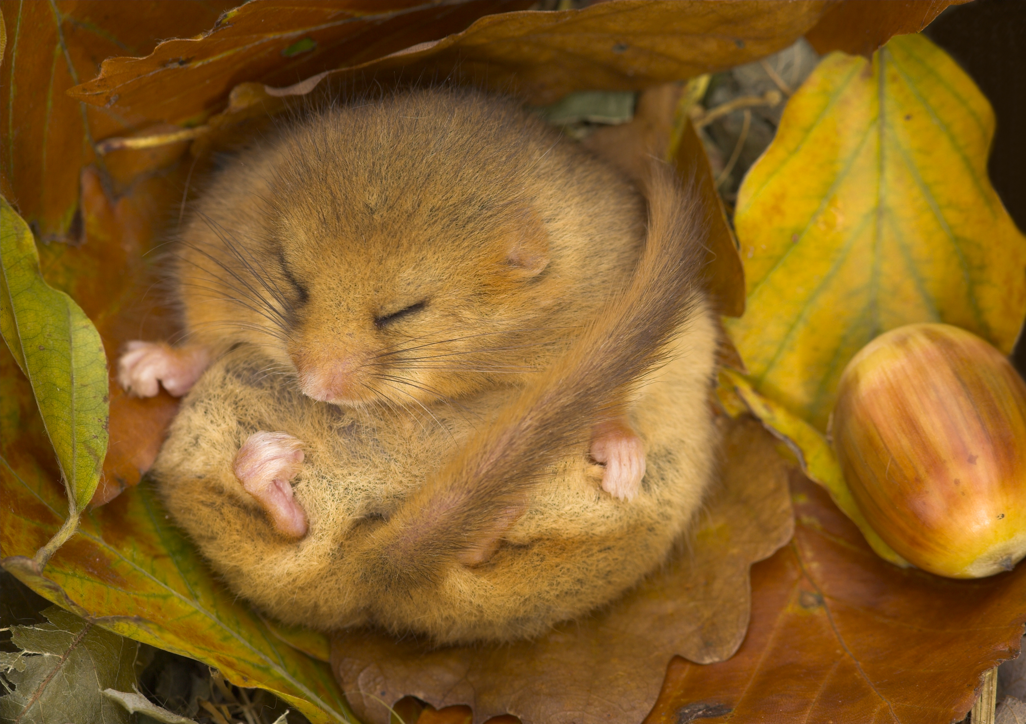 Hazel Dormouse (Muscardinus avellanarius) hibernating amongst leaves and acorns in Leicestershire, UK. (Woodland Trust/Danny Green)