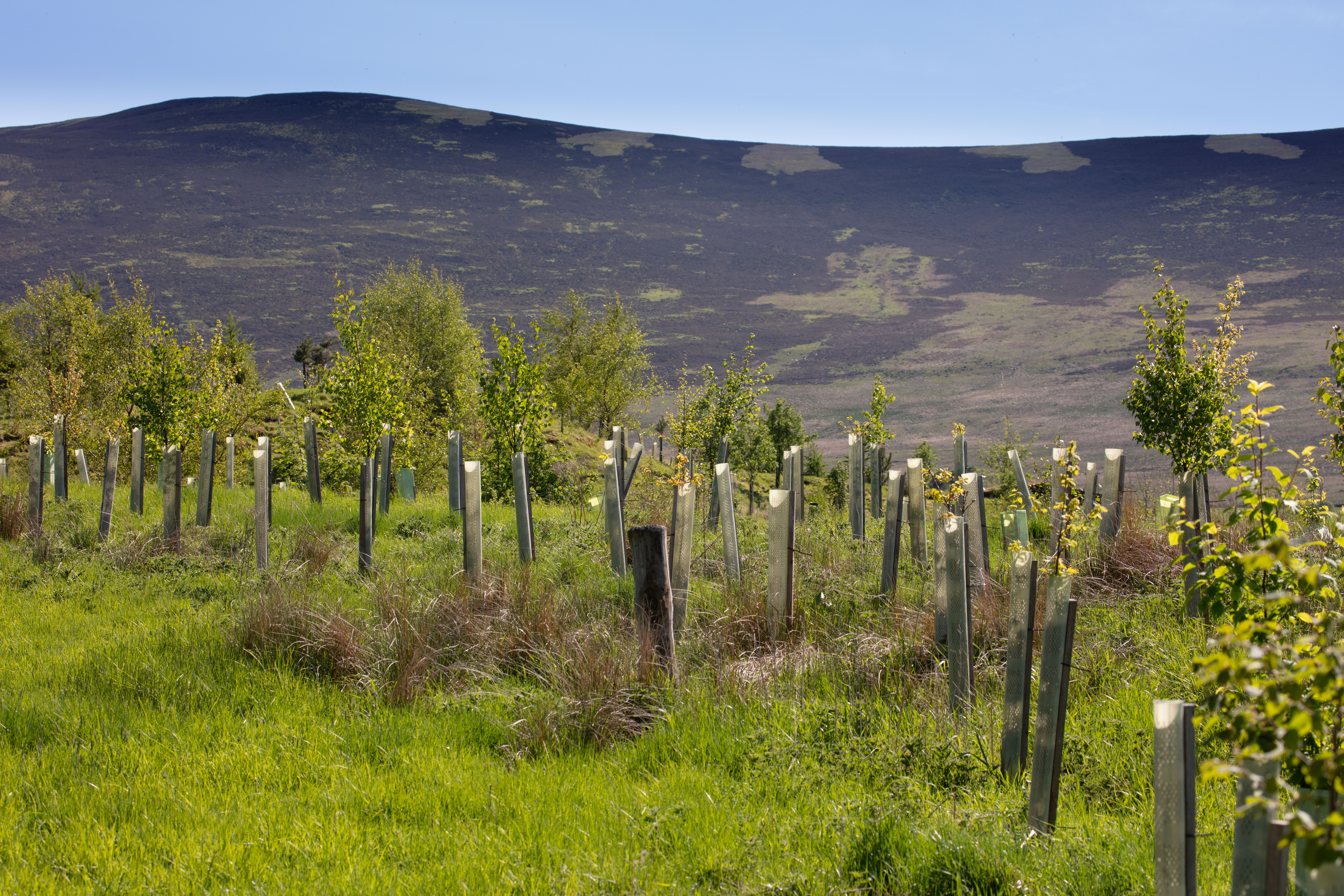 A woodland creation project at Rottal Burn in Scotland. (Woodland Trust/John MacPherson)