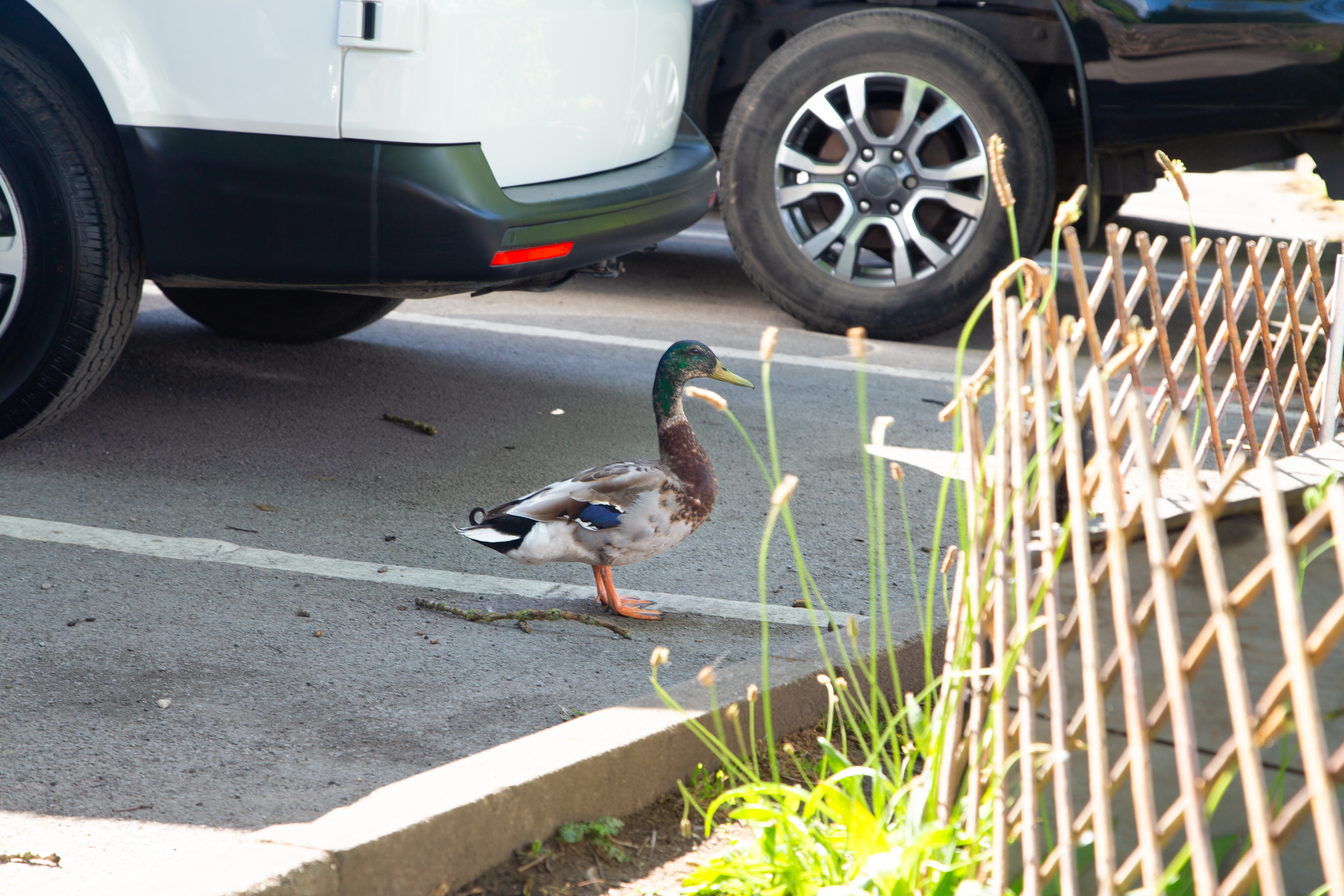 Duck wanders into car dealership
