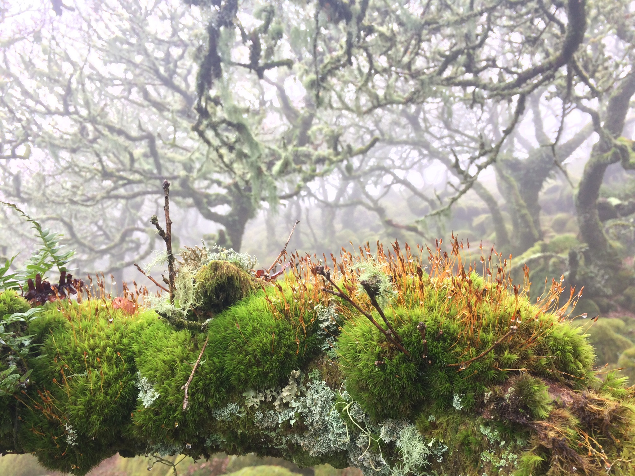 Close up of a branch in a temperate rainforest covered in moss and lichen