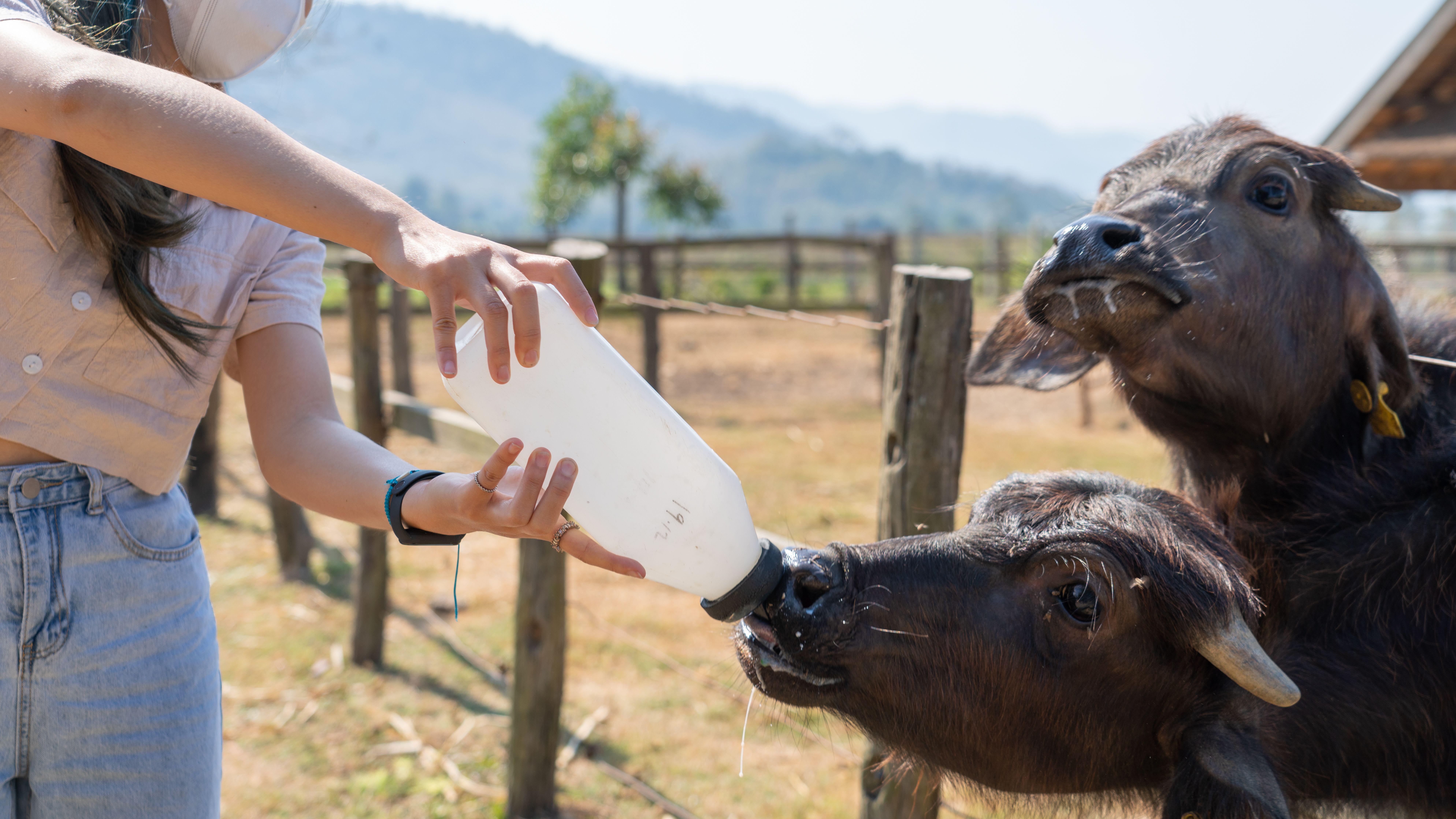 A girl bottle feeds two black calves 