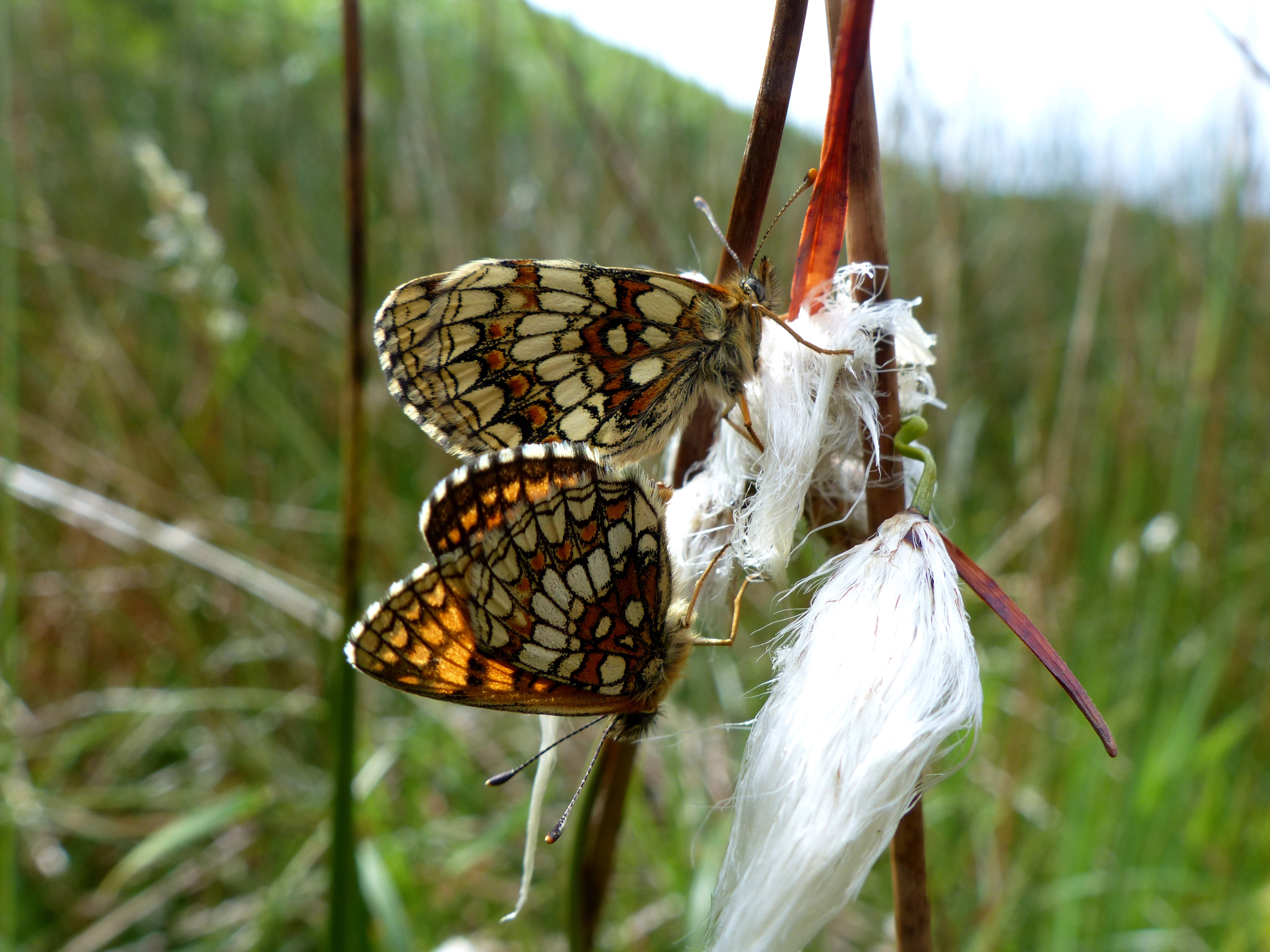 Heath fritillary butterflies mating on cotton grass on the Holnicote estate on Exmoor (Matthew Oates/National Trust/PA)