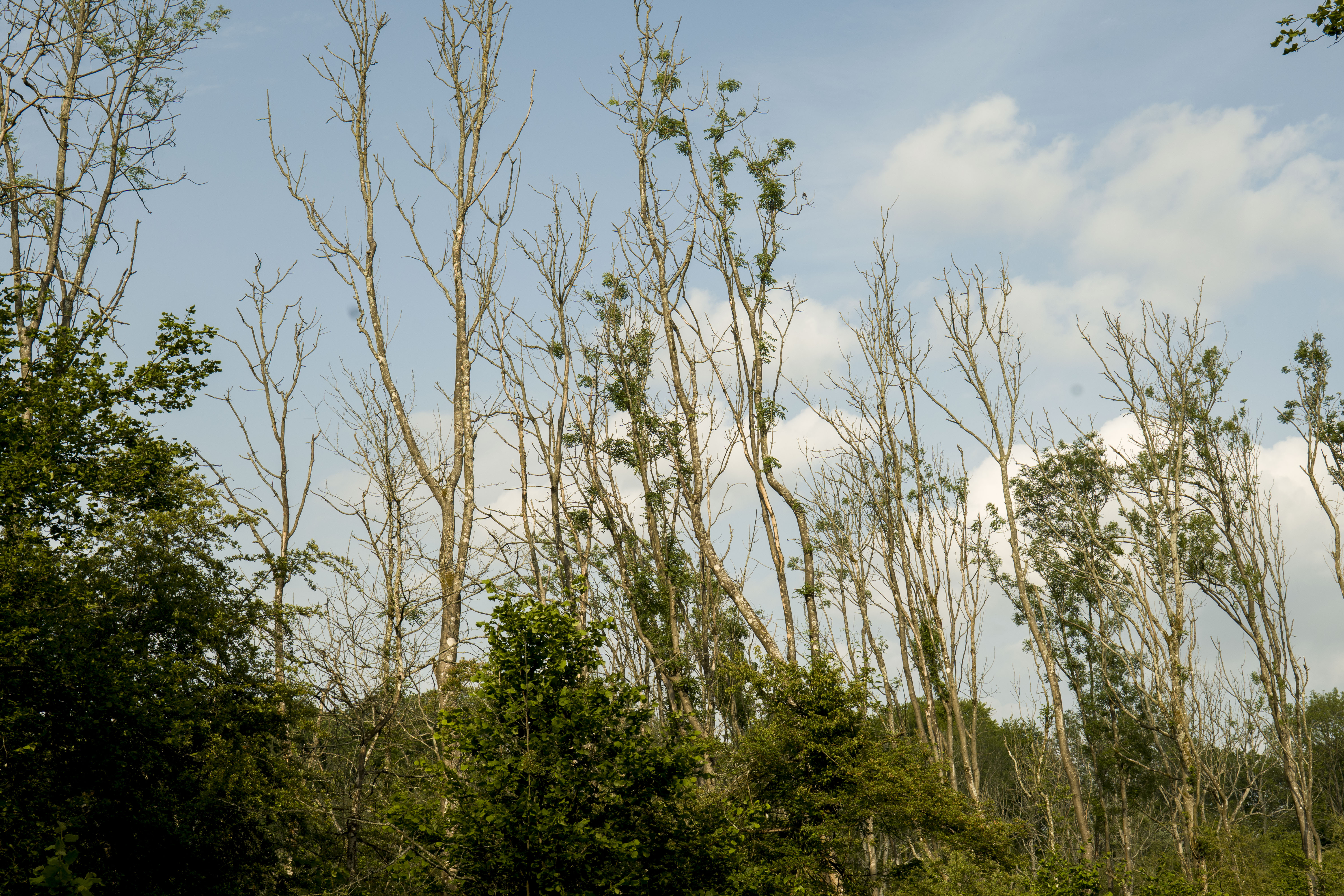 Mostly bare stemmed trees affected by ash dieback