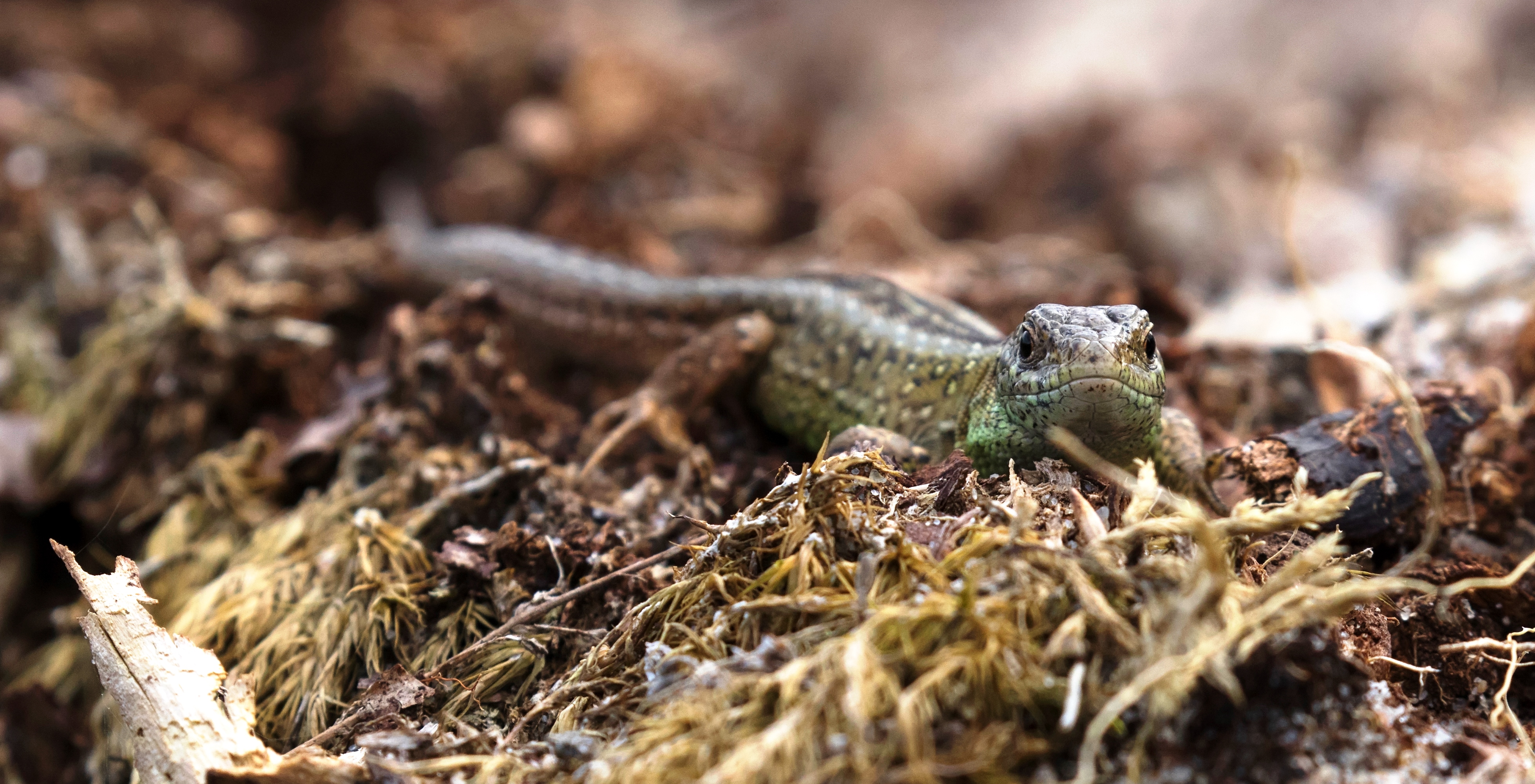 Farnham Heath Sand Lizard. (Amphibian and Reptiles Conservation Trust)