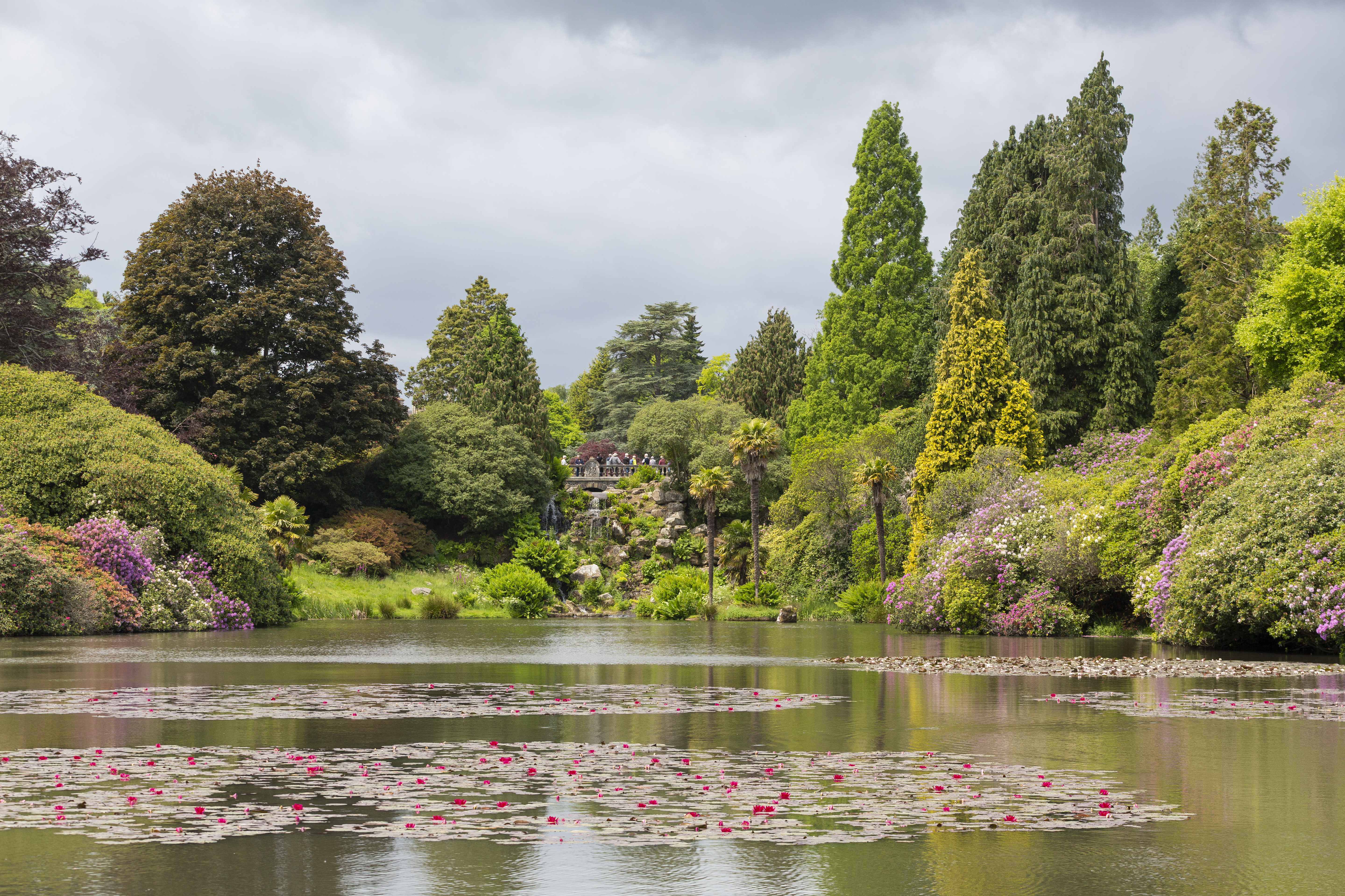 A view of water lilies on a large lake with trees behind