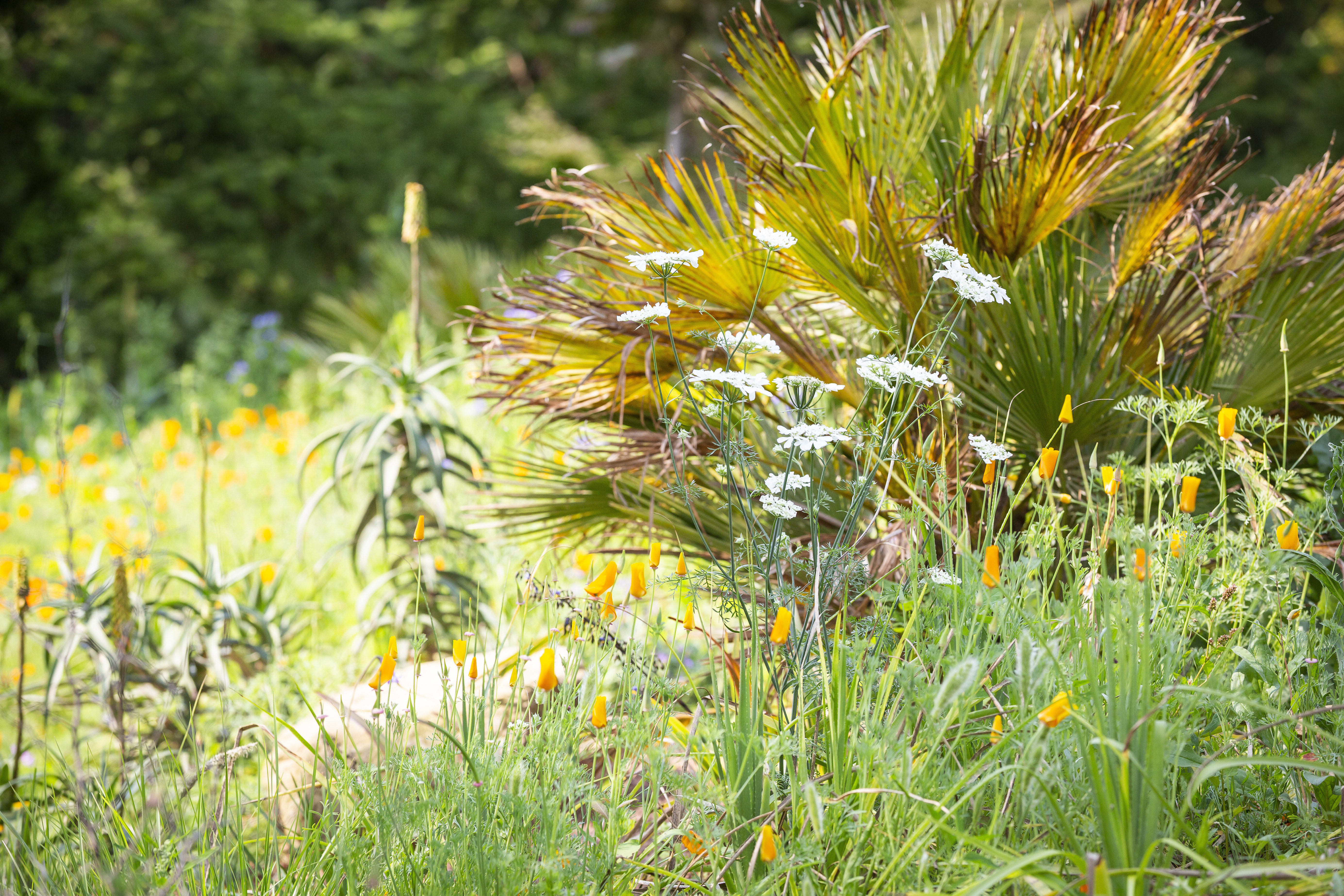 Plants in the new garden area