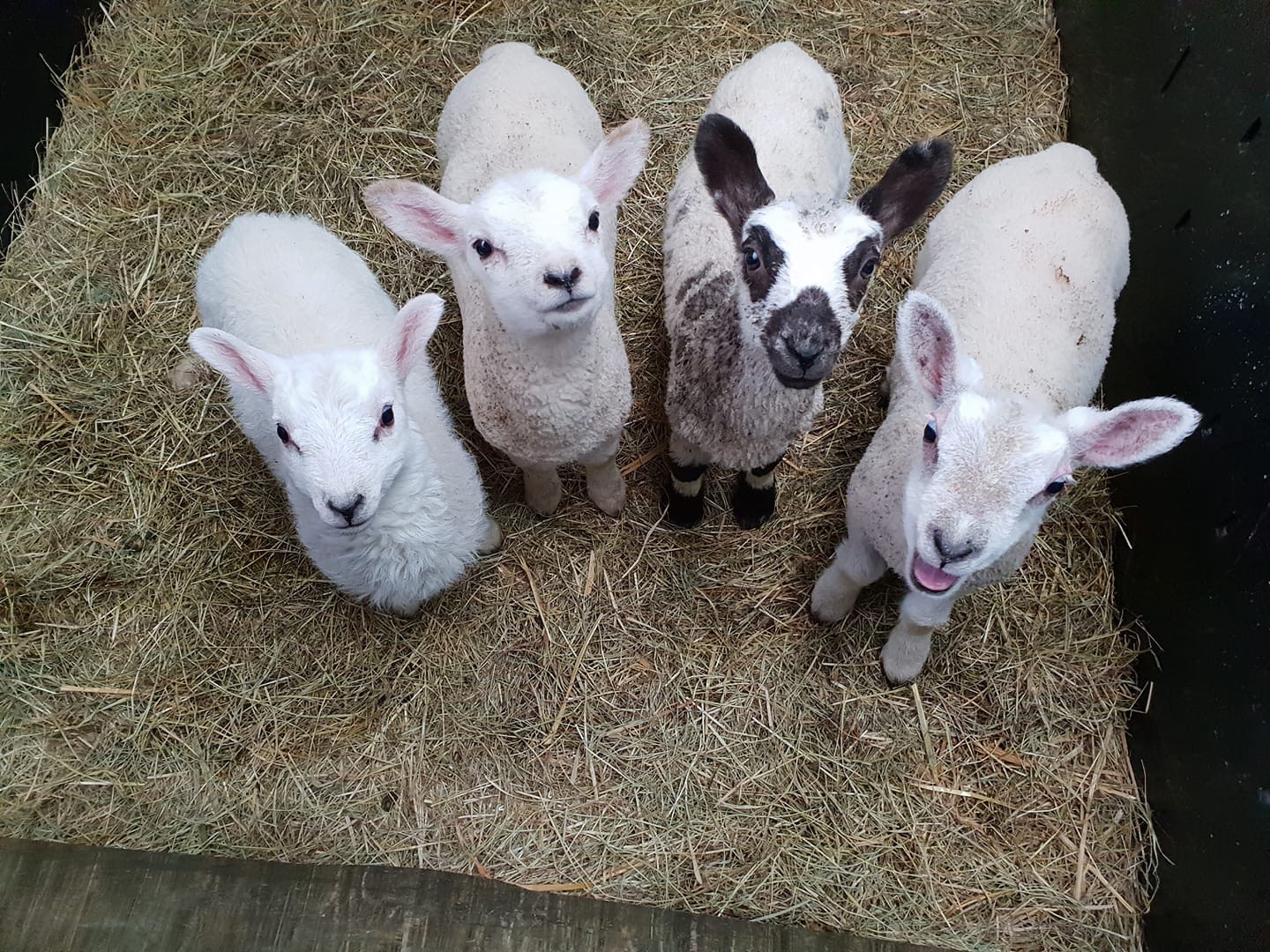 Four lambs looking up at camera