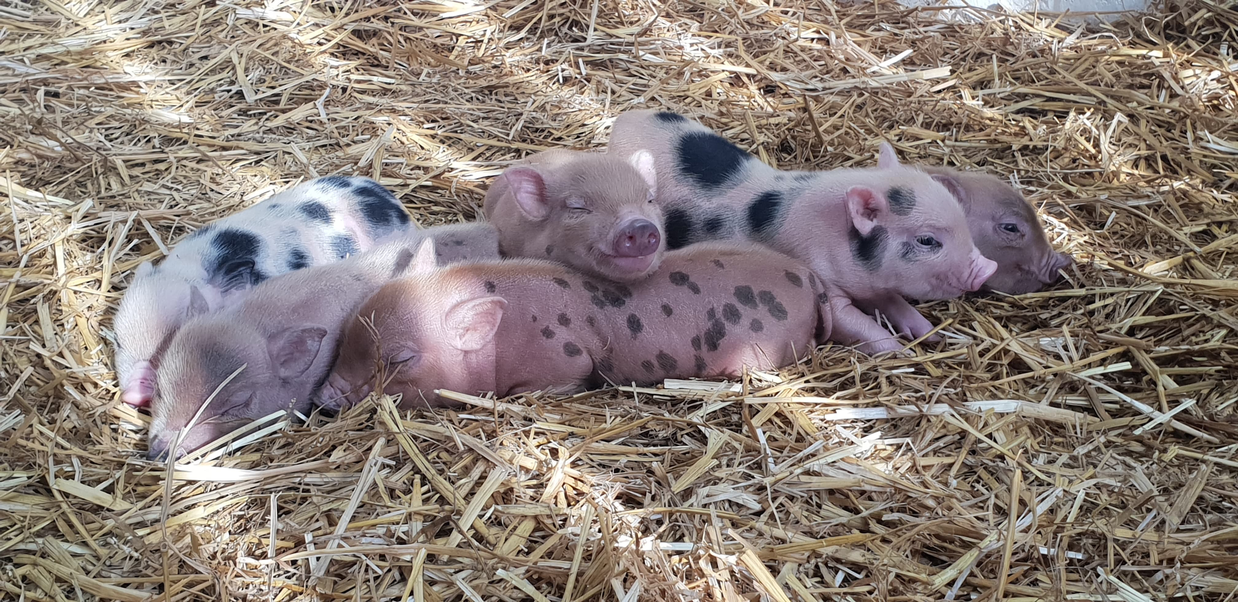 Piglets asleep on each other